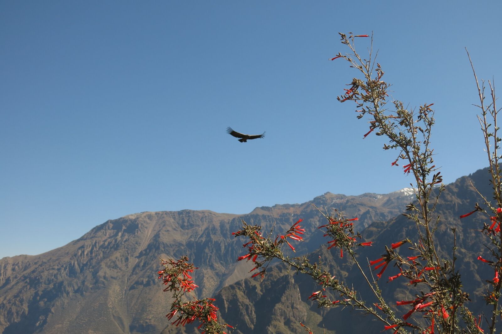 Canon PowerShot G15 sample photo. Andean condor, colca canyon photography