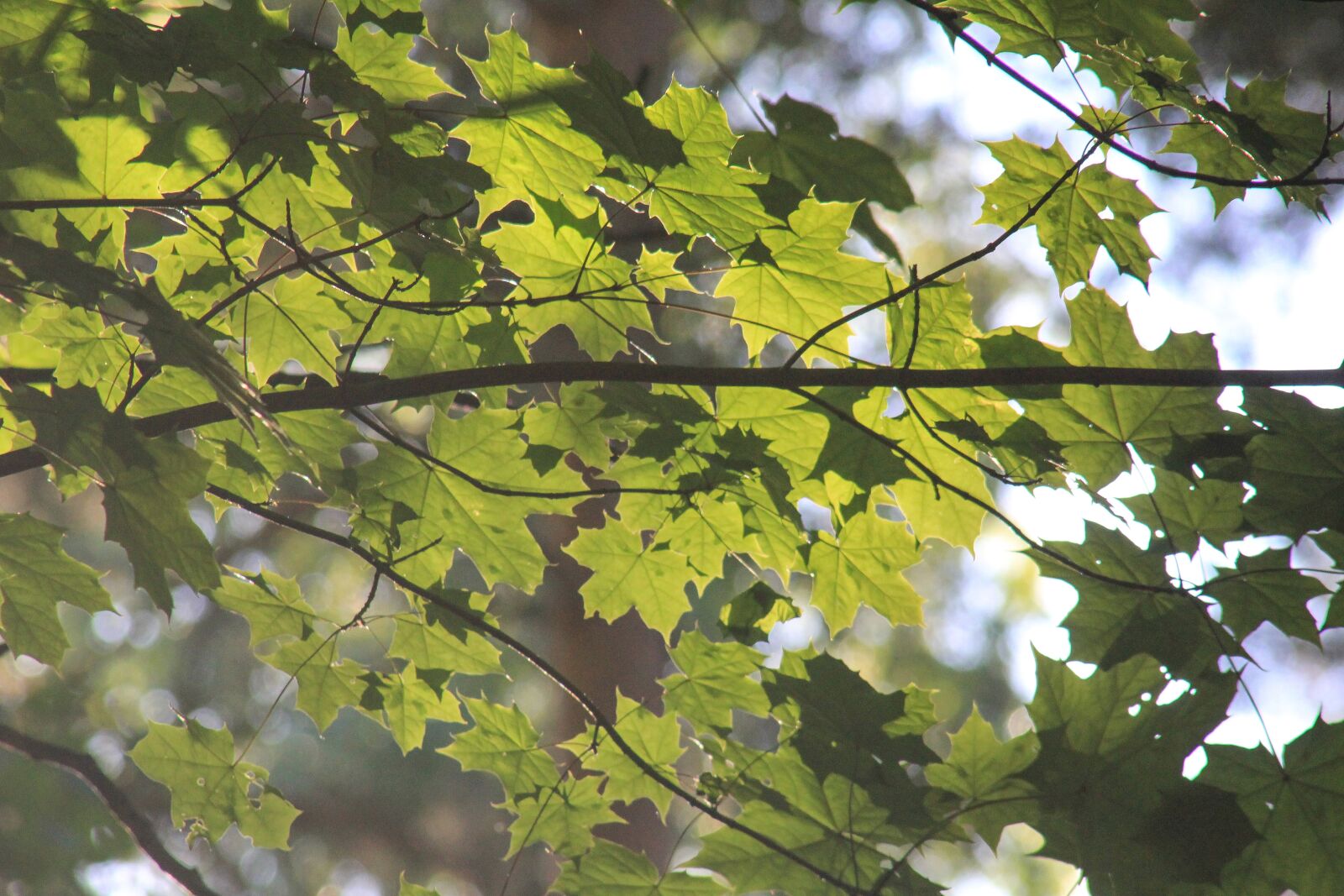 Tamron AF 28-300mm F3.5-6.3 XR Di VC LD Aspherical (IF) Macro sample photo. Leaves, tree, summer photography