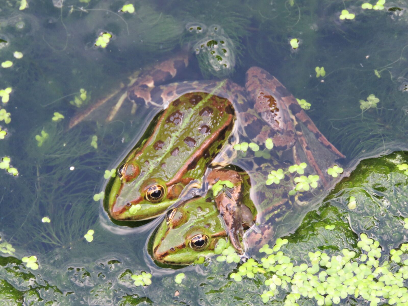 Canon PowerShot SX60 HS sample photo. Friends, protective, frogs photography