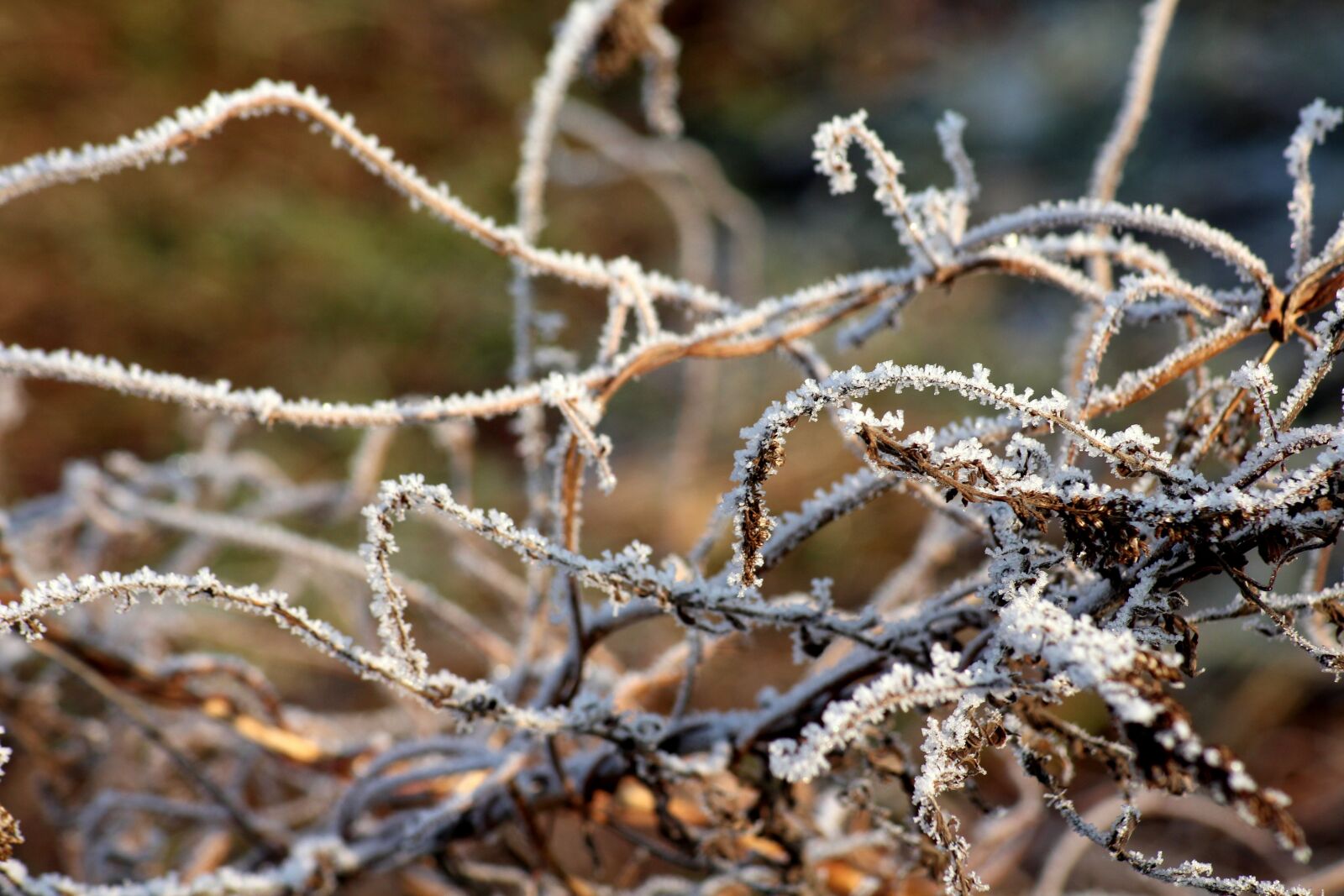 Canon EOS 1200D (EOS Rebel T5 / EOS Kiss X70 / EOS Hi) sample photo. Frost, grass, winter photography