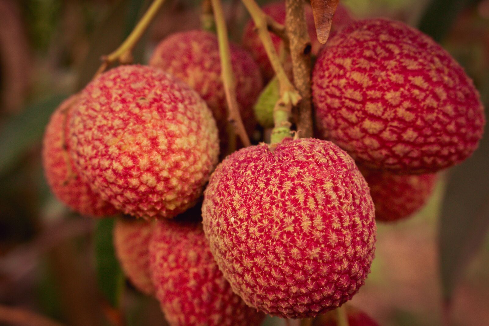 Canon EOS 700D (EOS Rebel T5i / EOS Kiss X7i) sample photo. Lychee, results, fruit photography