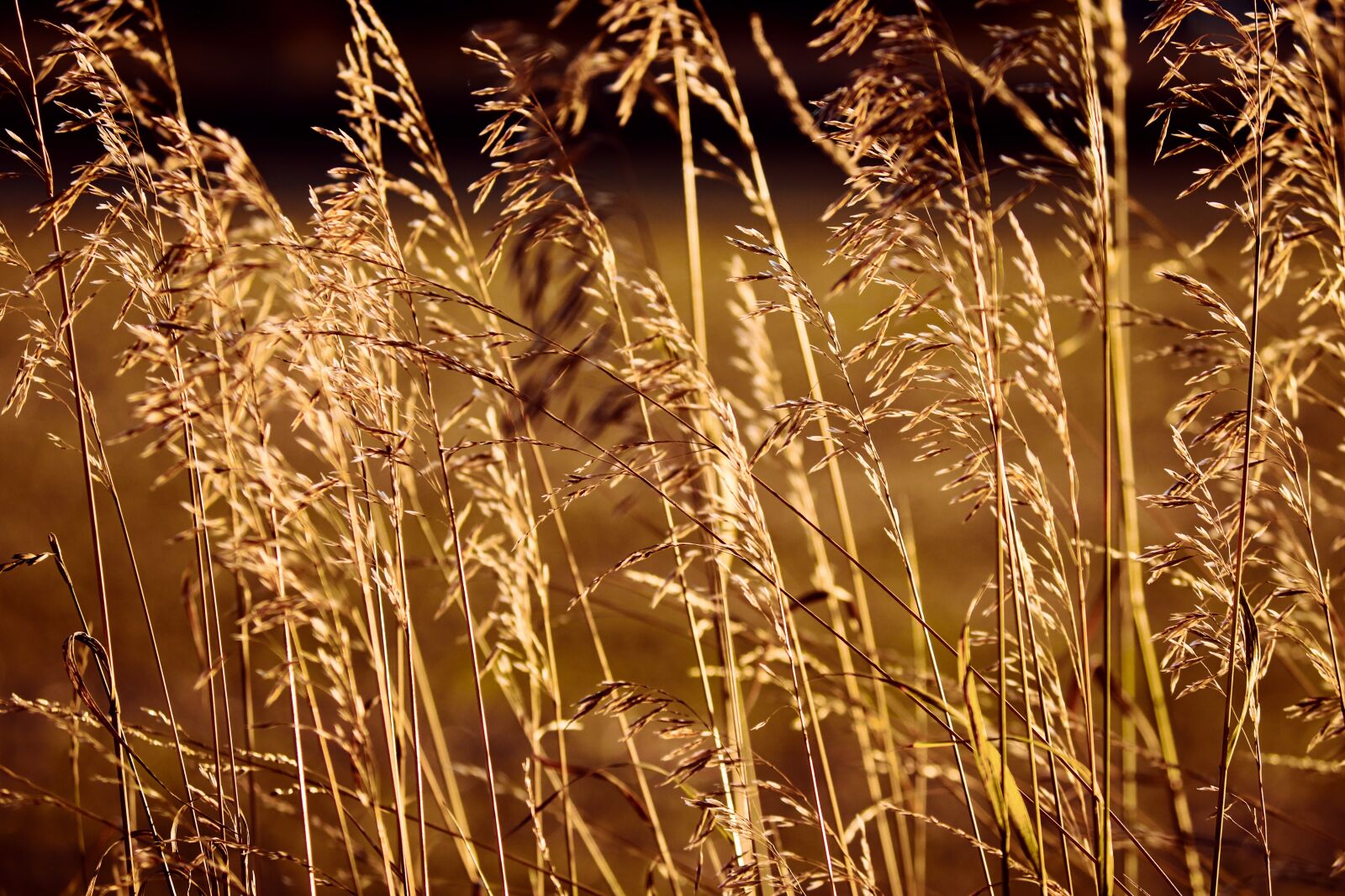 Canon EOS 200D (EOS Rebel SL2 / EOS Kiss X9) sample photo. Grasses, grass, spike photography