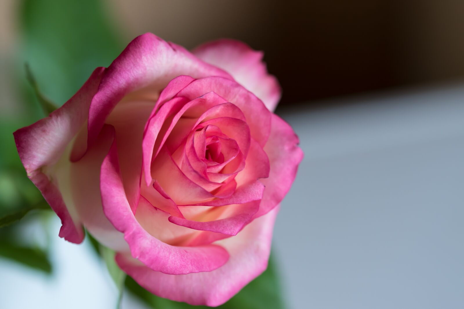 Nikon D5500 sample photo. Rose, red, red rose photography