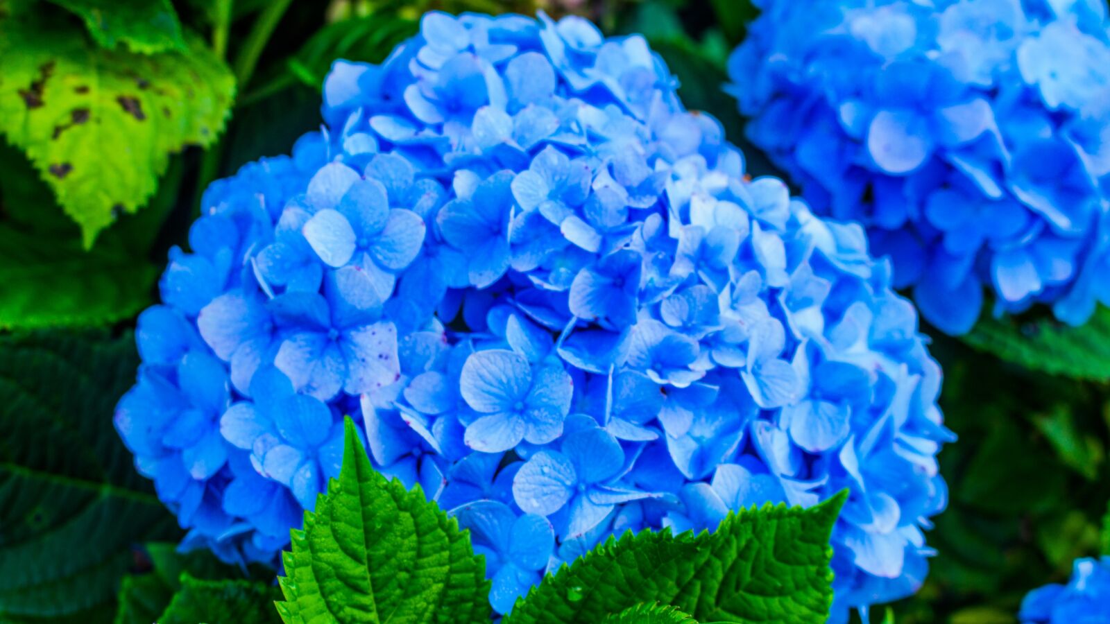 Canon EOS 700D (EOS Rebel T5i / EOS Kiss X7i) sample photo. Nature, flower, plant photography