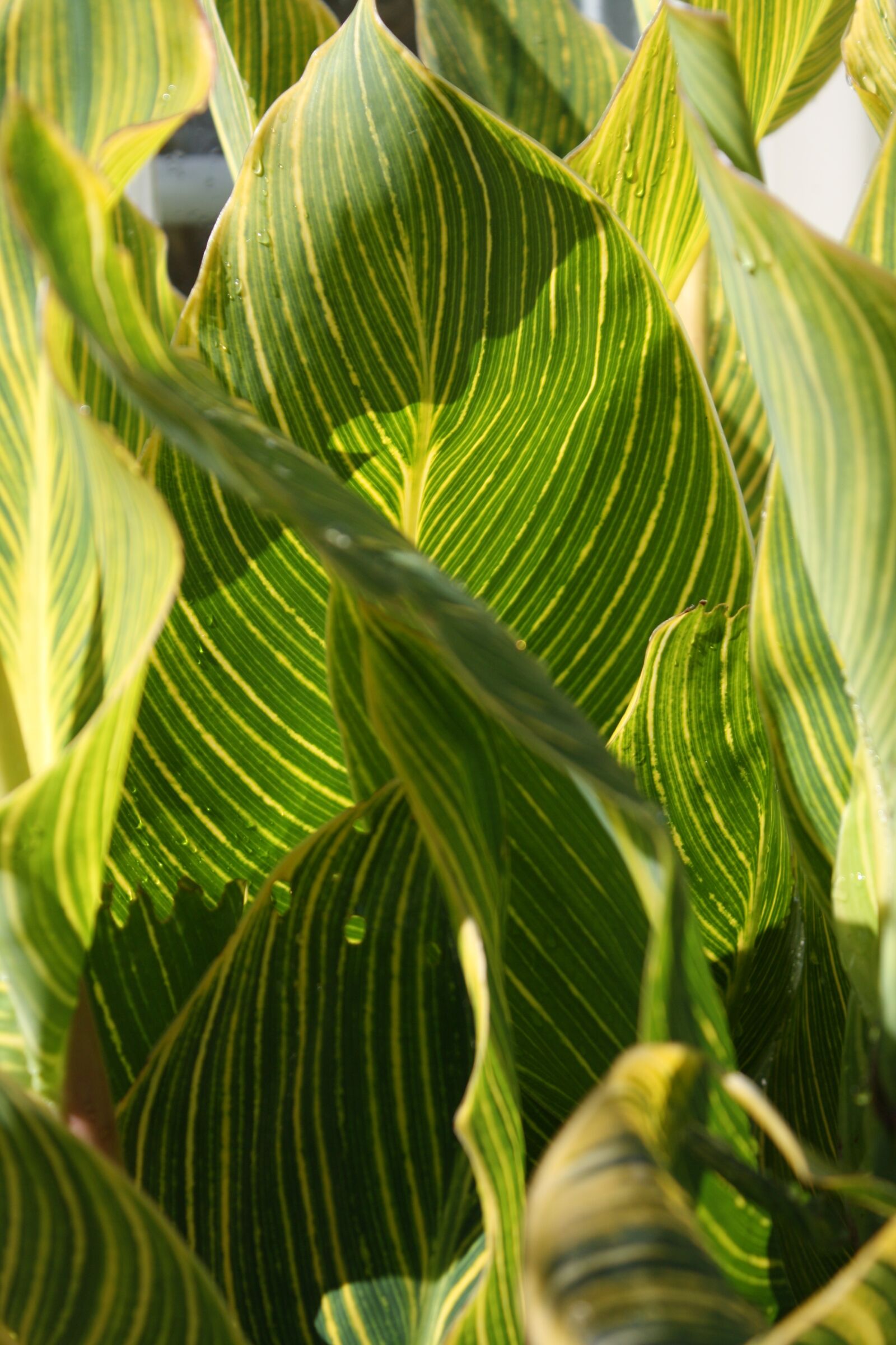 Canon EOS 1000D (EOS Digital Rebel XS / EOS Kiss F) sample photo. Greenery, leaves, pattern photography