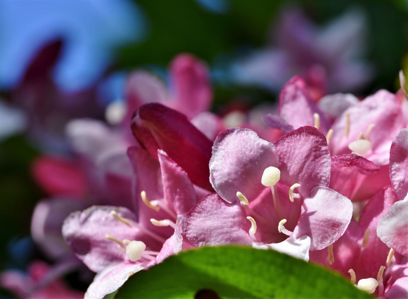 Nikon D7200 sample photo. Weigelien, ornamental shrub, spring photography