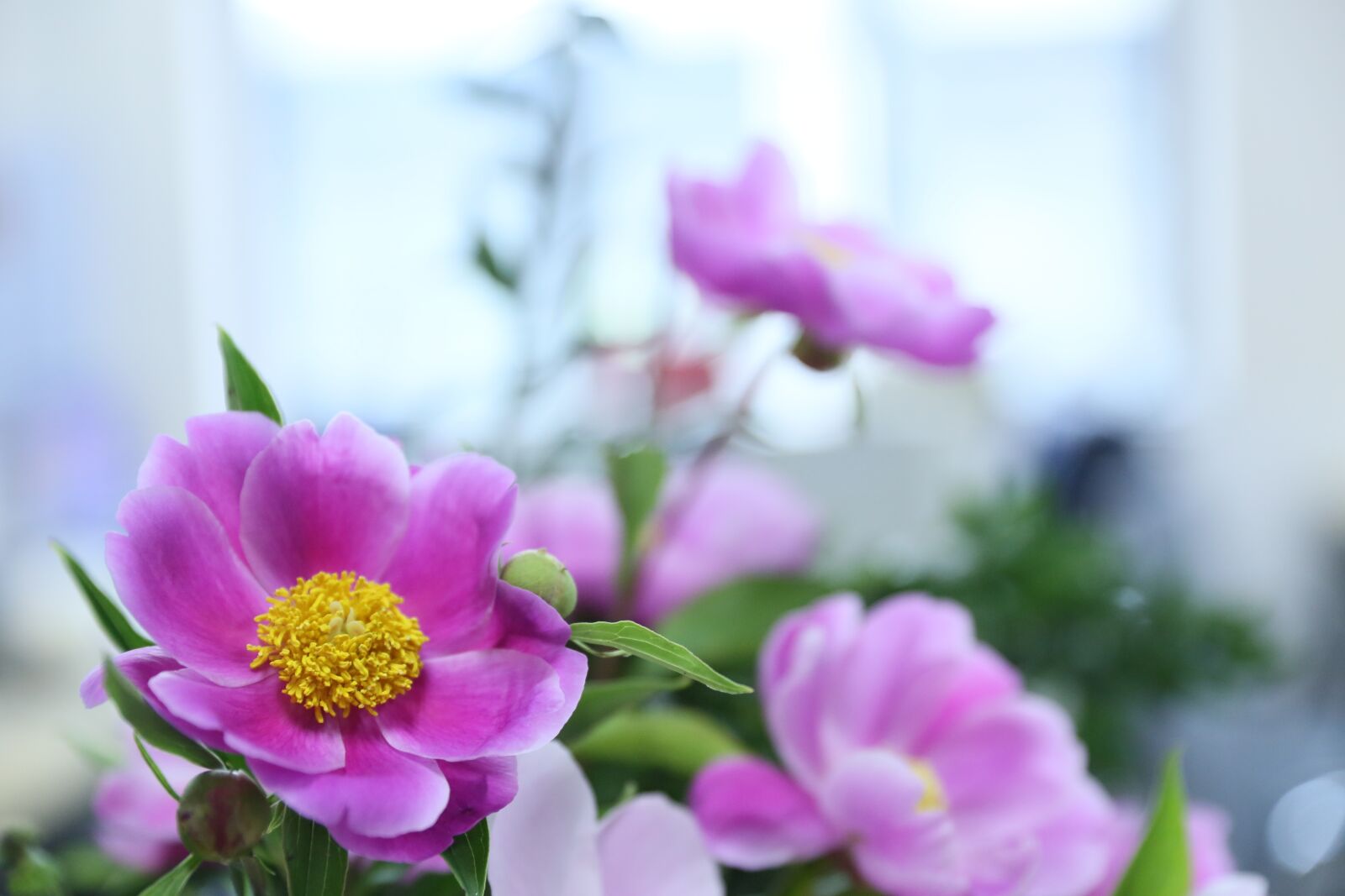 Canon EF 24-70mm F2.8L II USM sample photo. Peony, flower, pink photography