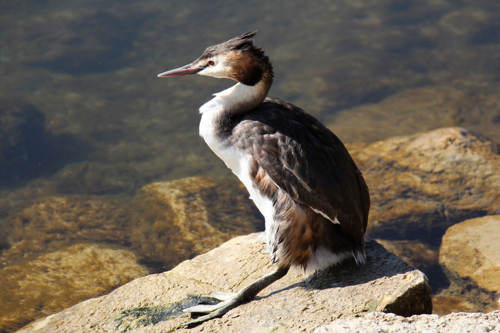 Canon EOS 700D (EOS Rebel T5i / EOS Kiss X7i) sample photo. Nature, waters, animal world photography