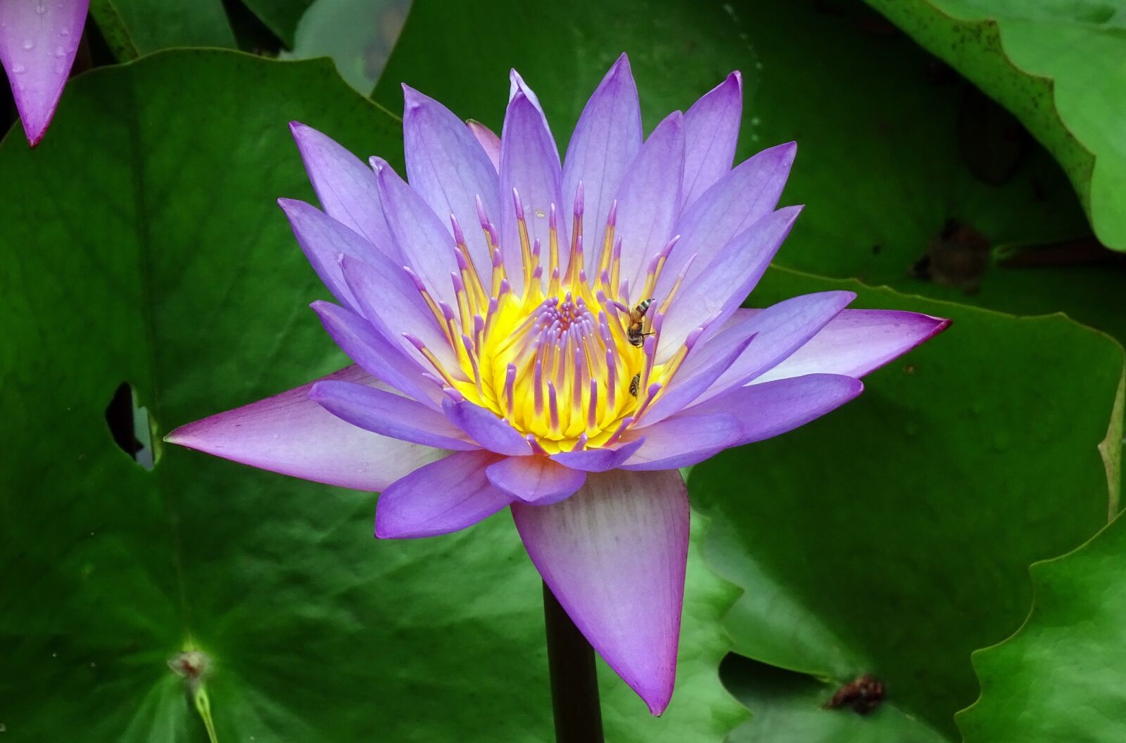 Sony Cyber-shot DSC-HX90V sample photo. Lily, flower, nymphaea tina photography