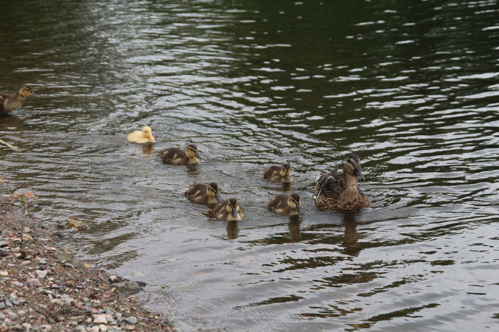 Canon EOS 1200D (EOS Rebel T5 / EOS Kiss X70 / EOS Hi) sample photo. Birds, nature, animal photography
