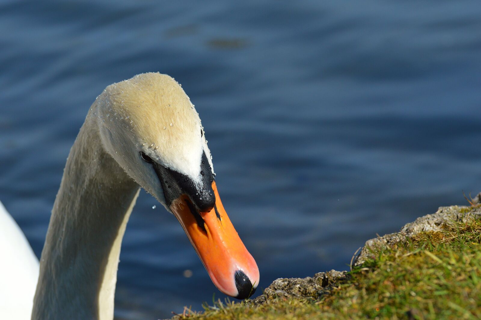 Nikon D3200 sample photo. Swan, water bird, animal photography