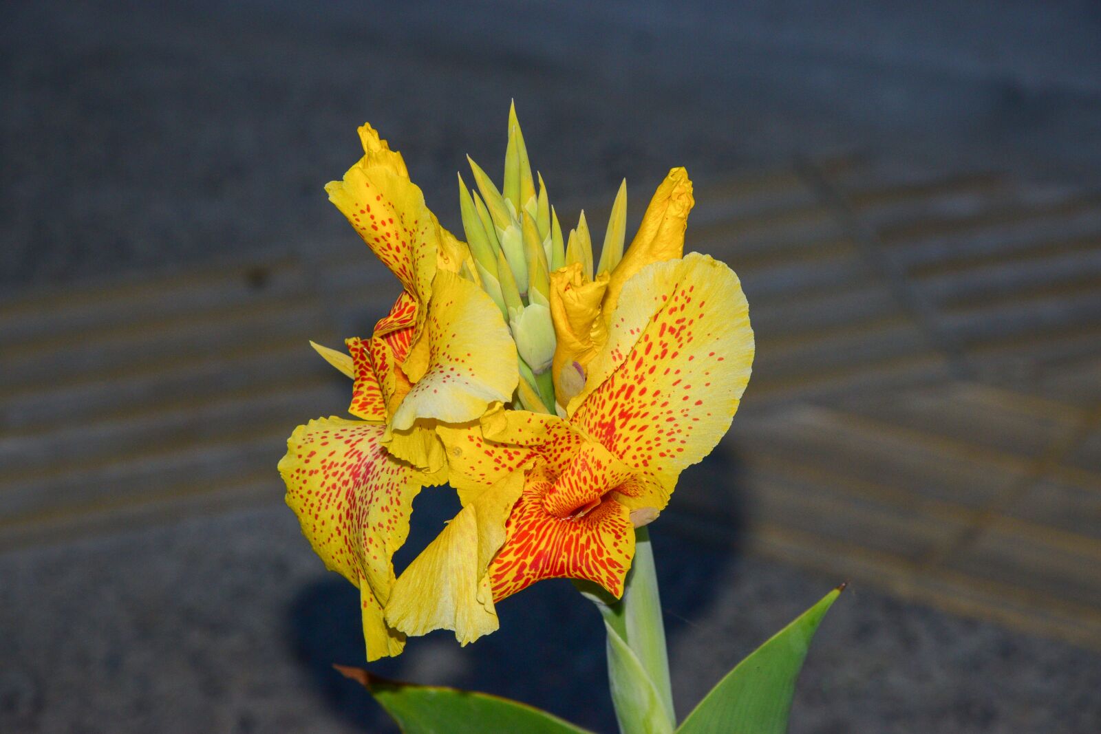 Nikon D3300 sample photo. Flower, nature, yellow photography