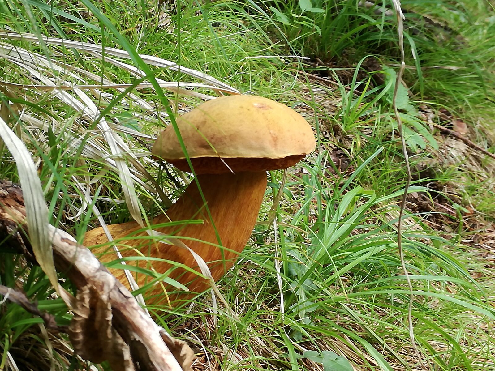 HUAWEI P9 LITE sample photo. Mushrooms, boletus, nature photography