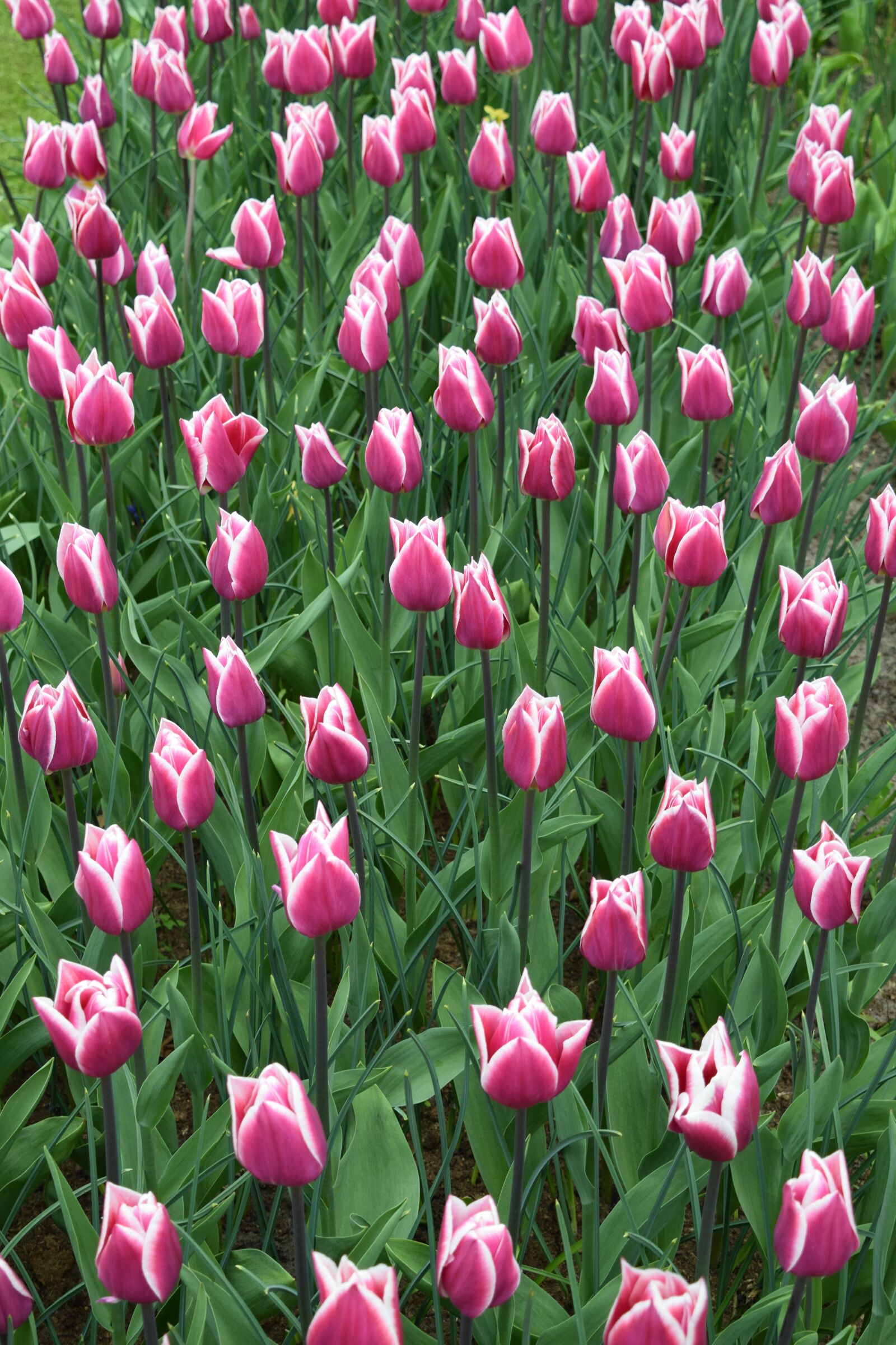 Nikon D3300 sample photo. Tulips, tulip, keukenhof photography