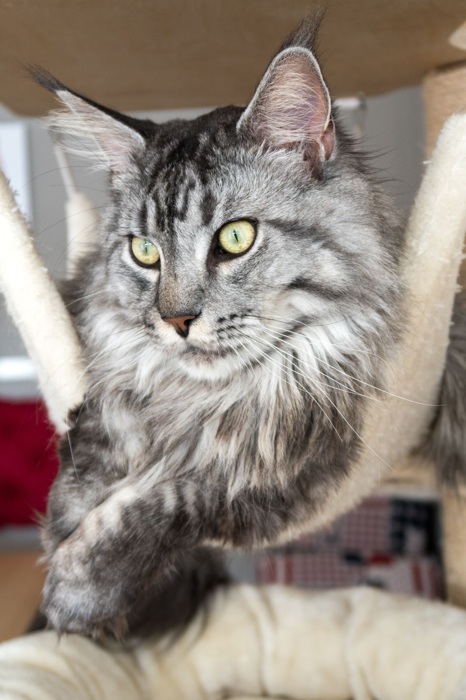 Canon PowerShot G7 X Mark II sample photo. Cat, animal, cat's eyes photography
