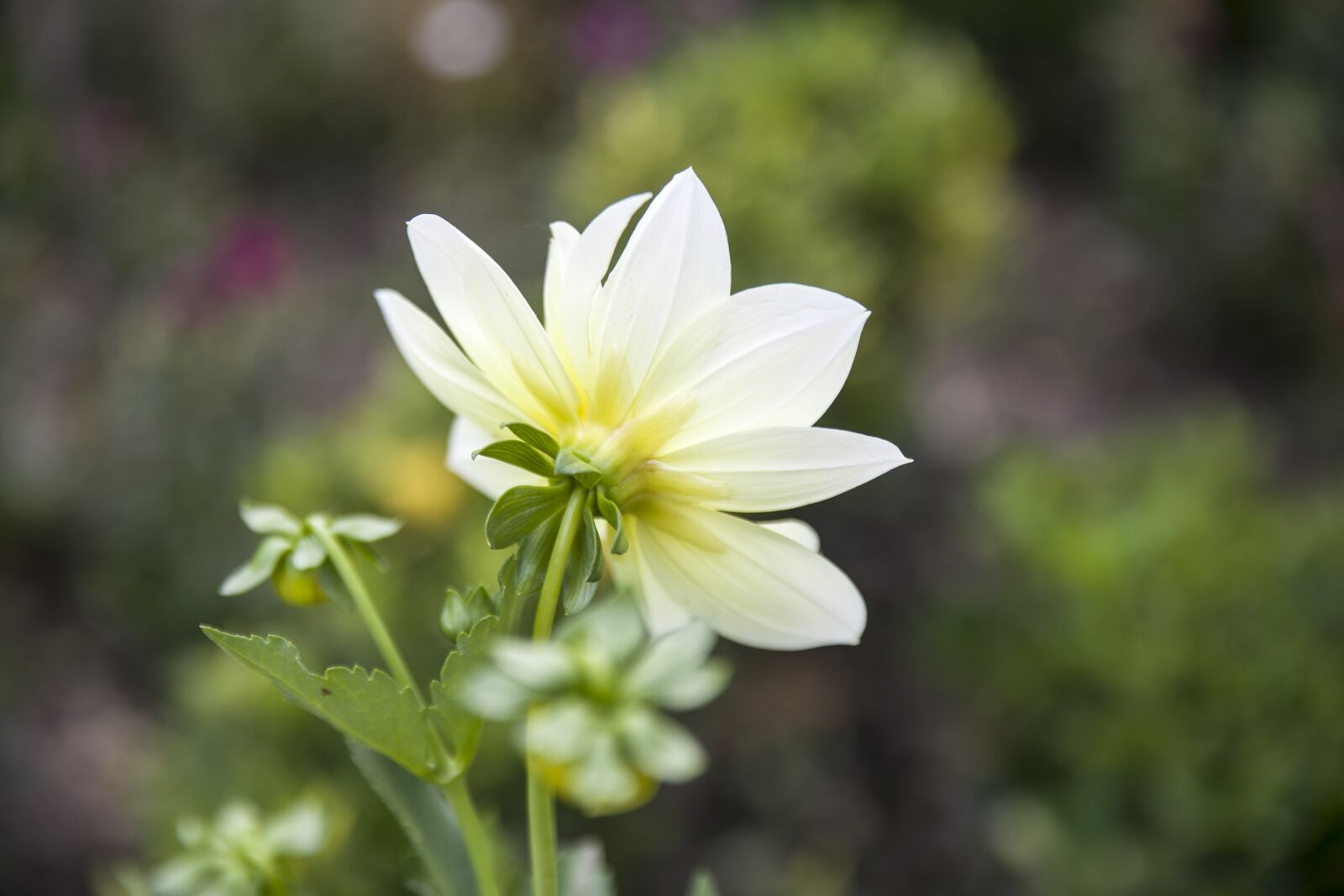 Canon EOS 6D sample photo. White flower, white, bloom photography