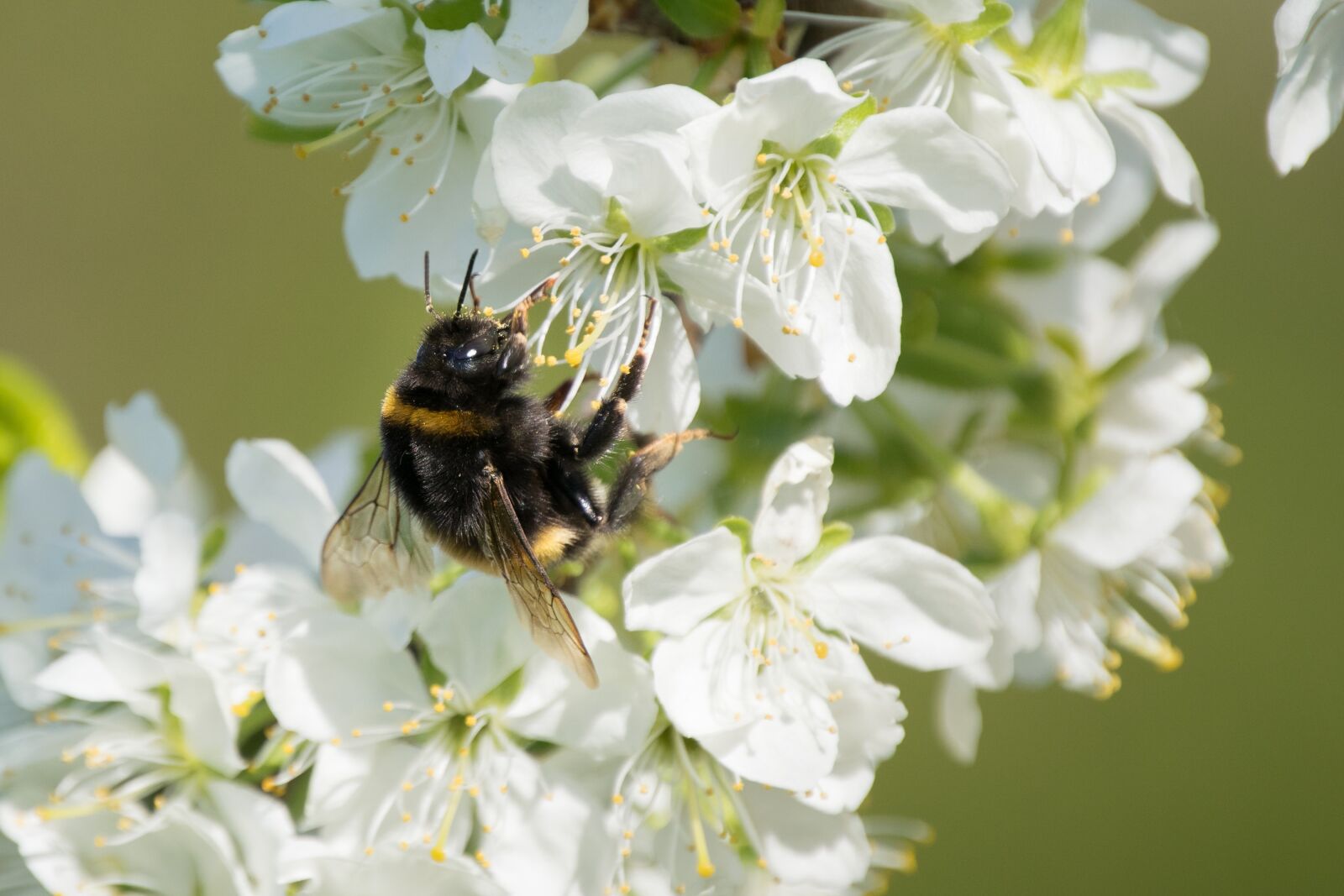Nikon D3300 sample photo. Bumblebee, fruit trees, spring photography
