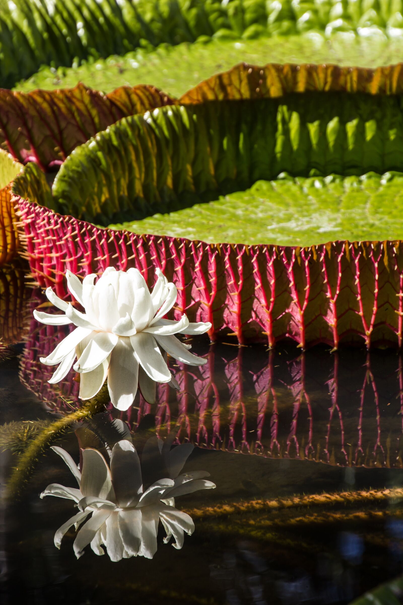 Canon EOS 550D (EOS Rebel T2i / EOS Kiss X4) sample photo. Nature, pond, water lily photography