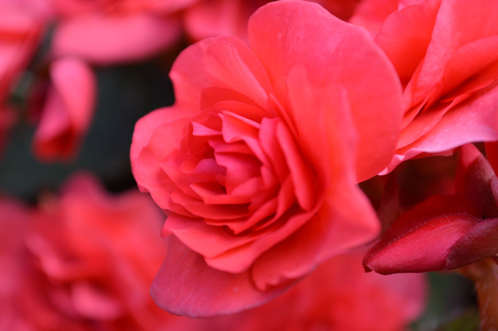 Nikon D3200 sample photo. Red, rose, flower photography