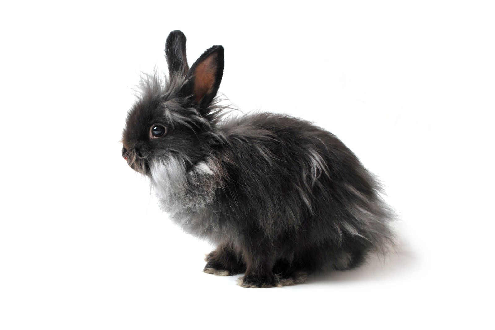 Nikon D60 sample photo. Hare, rabbit, black photography
