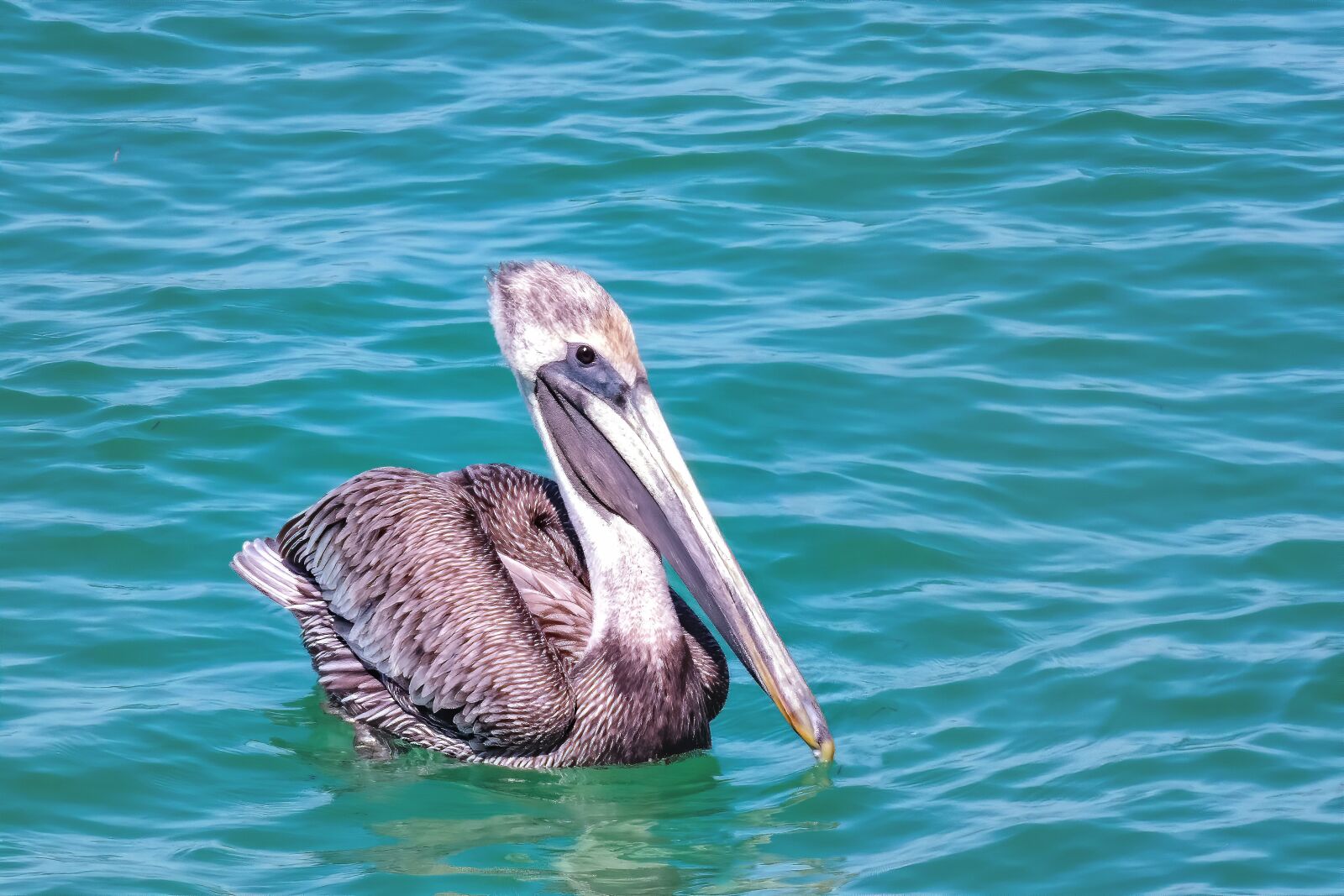 Nikon Coolpix P510 sample photo. Pelican, bird, nature photography