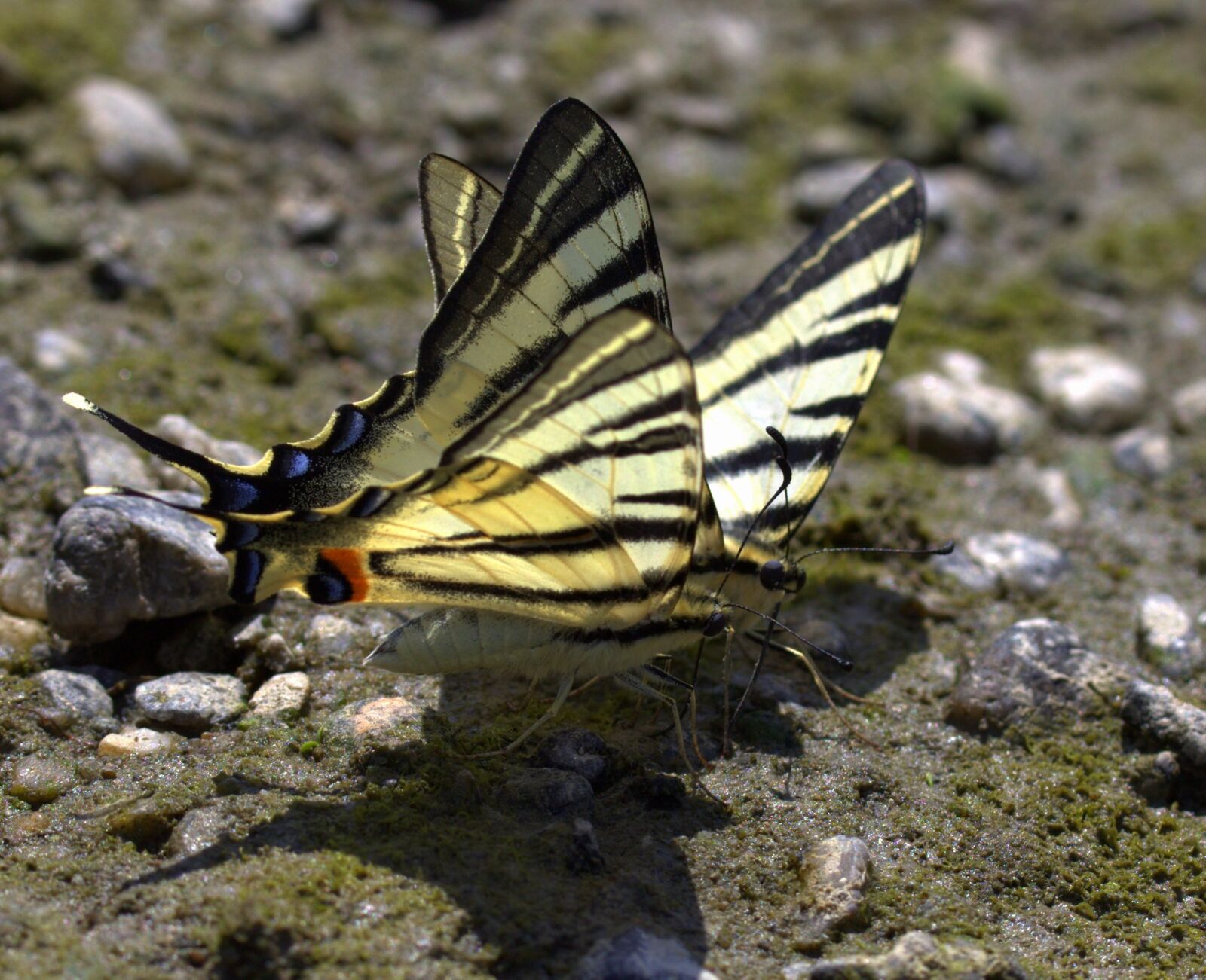 Canon EF-S 60mm F2.8 Macro USM sample photo. Butterfly, dovetail, drink photography