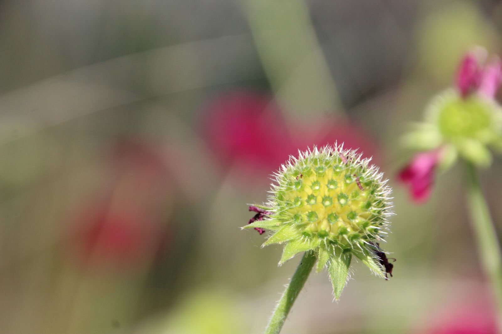 Canon EOS 1200D (EOS Rebel T5 / EOS Kiss X70 / EOS Hi) sample photo. Stamp, faded, color green photography