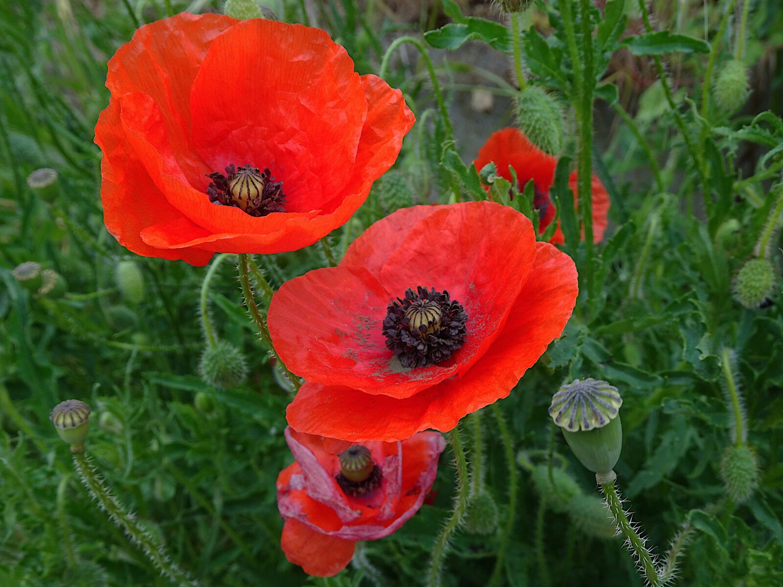 Sony Cyber-shot DSC-HX90V sample photo. Poppy, red color, flowers photography