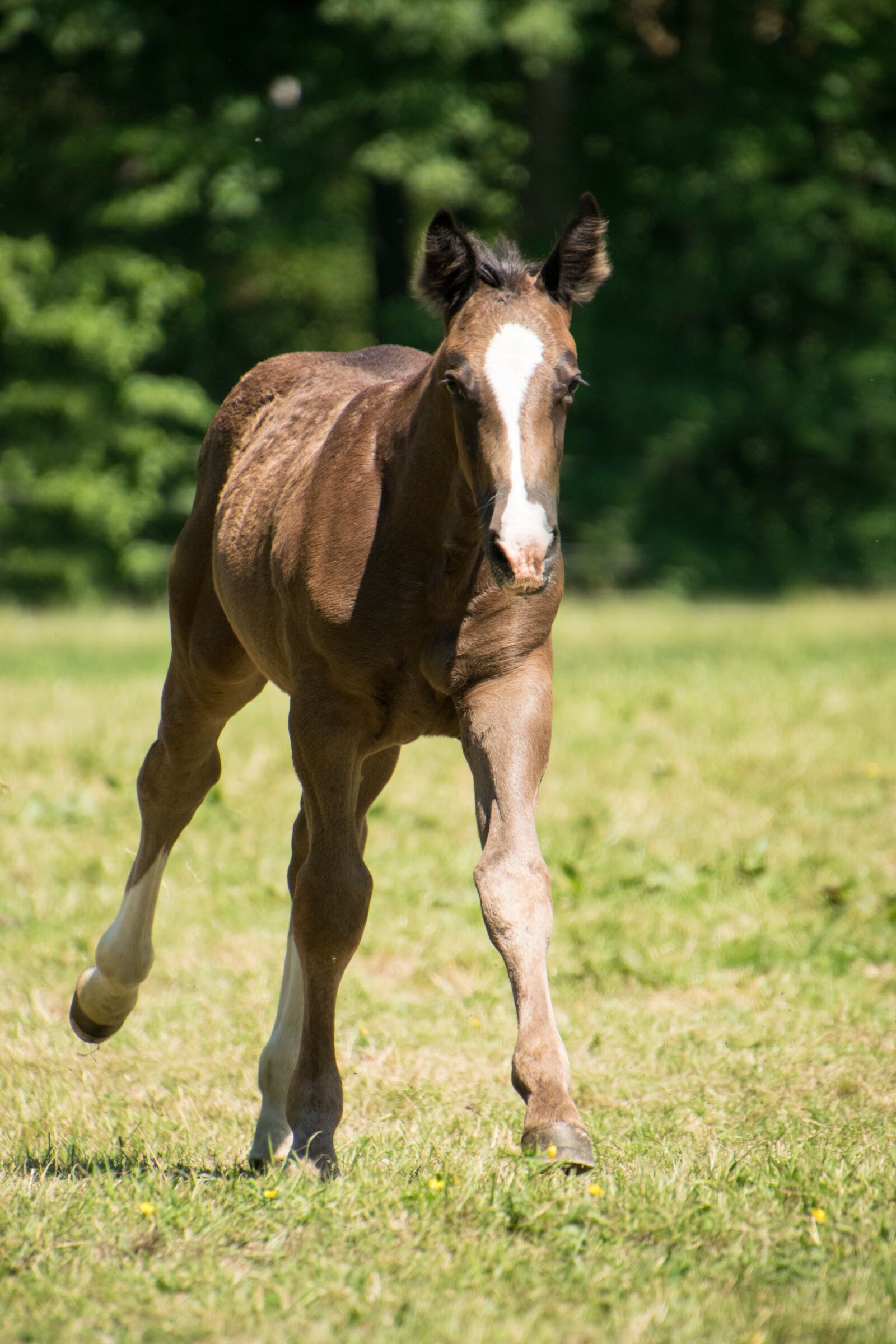 Nikon D3300 sample photo. Gallop, horse, foal photography