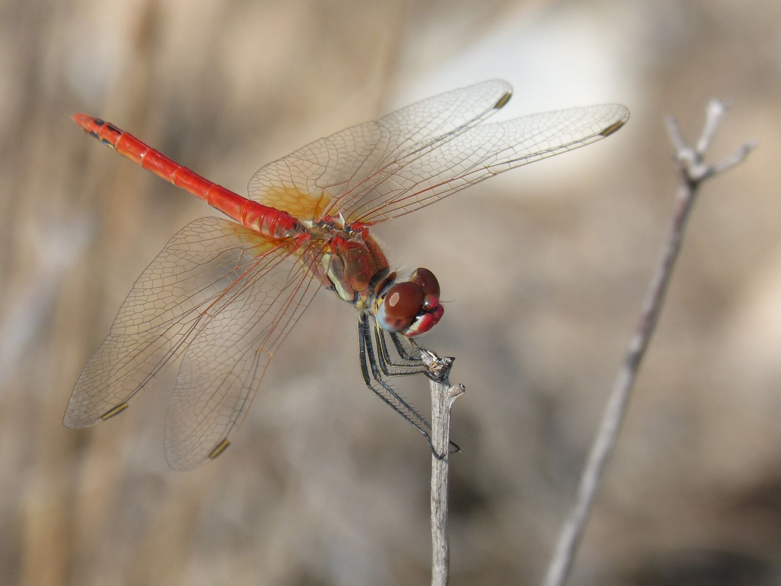 Panasonic DMC-FZ62 sample photo. Red dragonfly, detail, branch photography