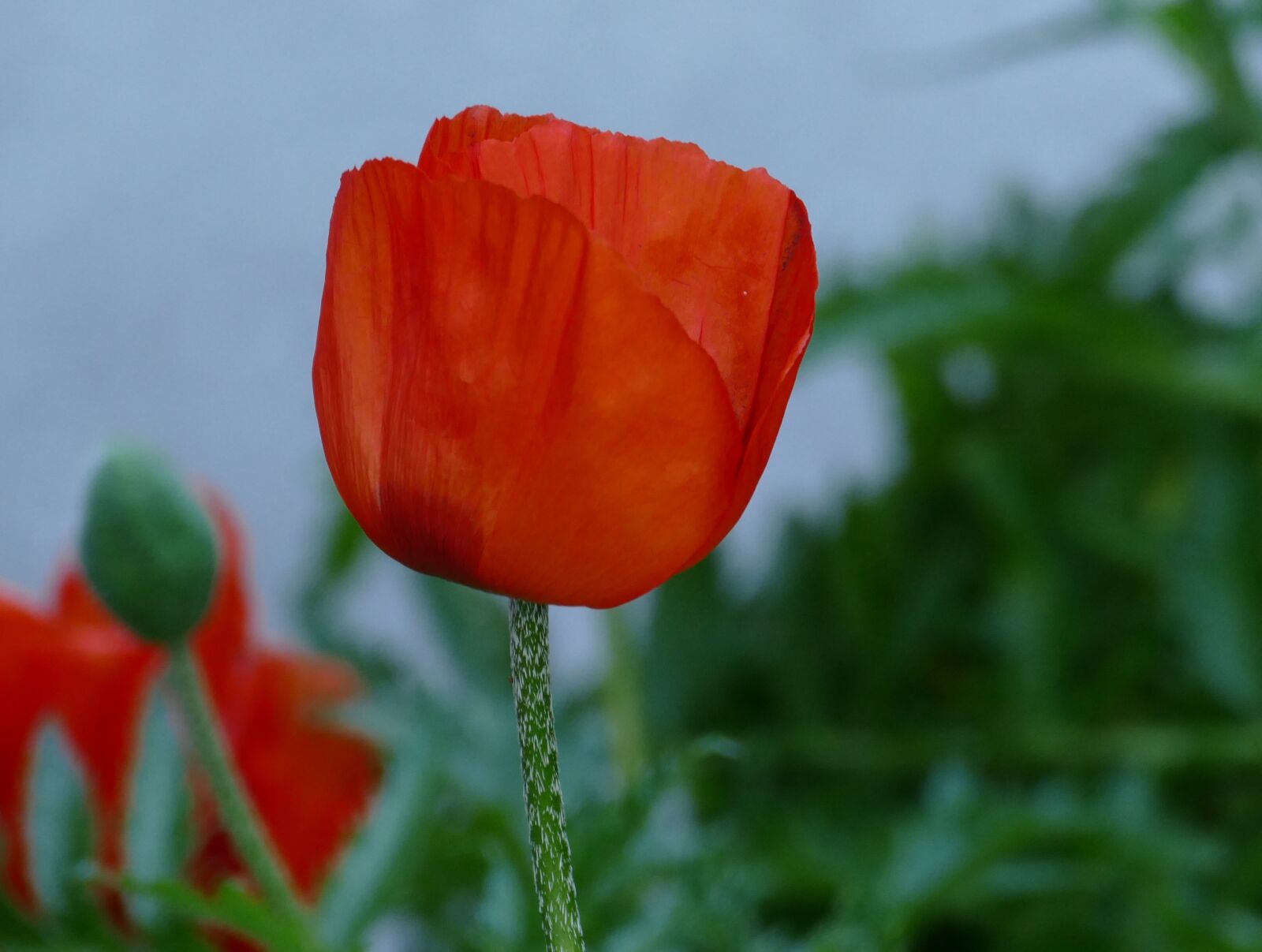 Panasonic Lumix DMC-FZ1000 sample photo. Poppy, blossom, bloom photography