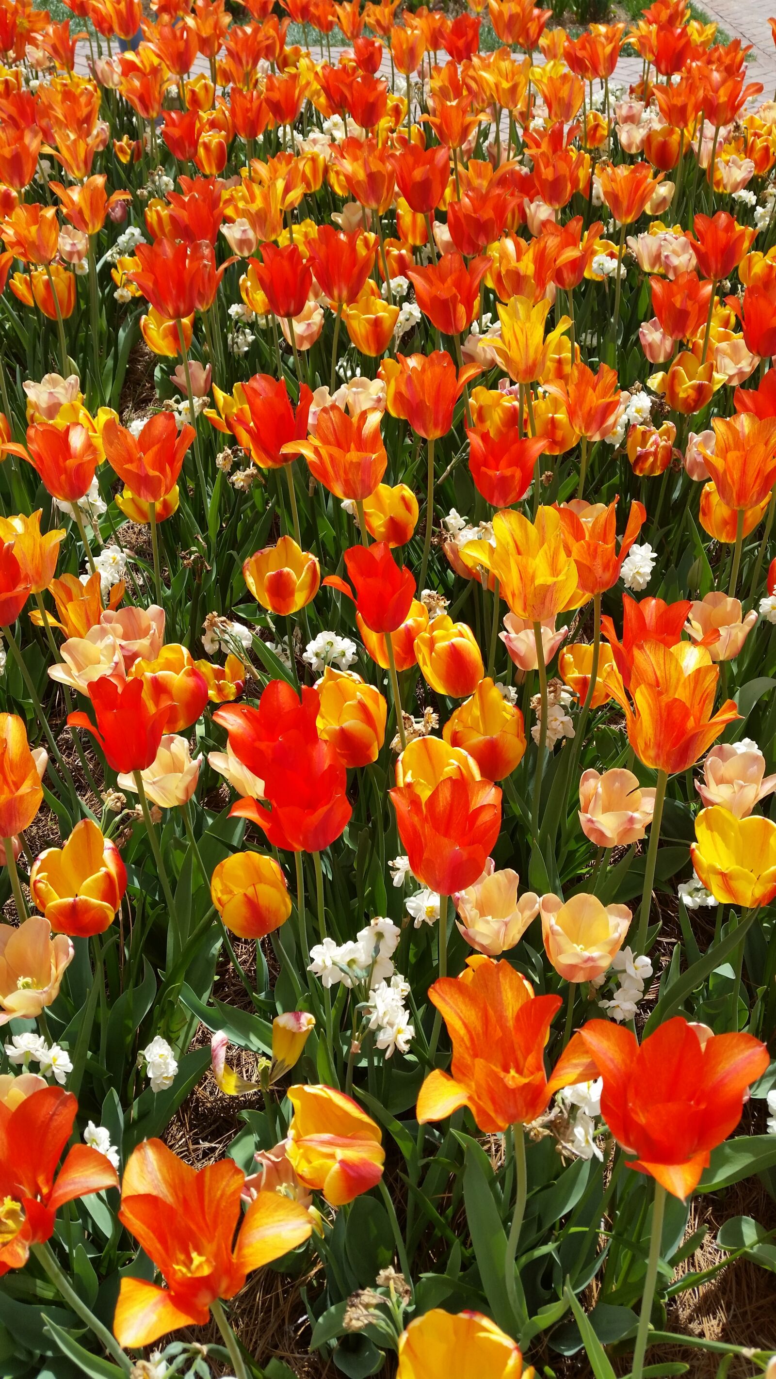Samsung Galaxy S5 sample photo. Tulips, flowers, spring photography
