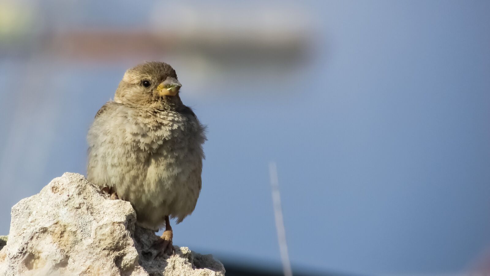 Canon PowerShot SX400 IS sample photo. Sparrow, bird, nature photography