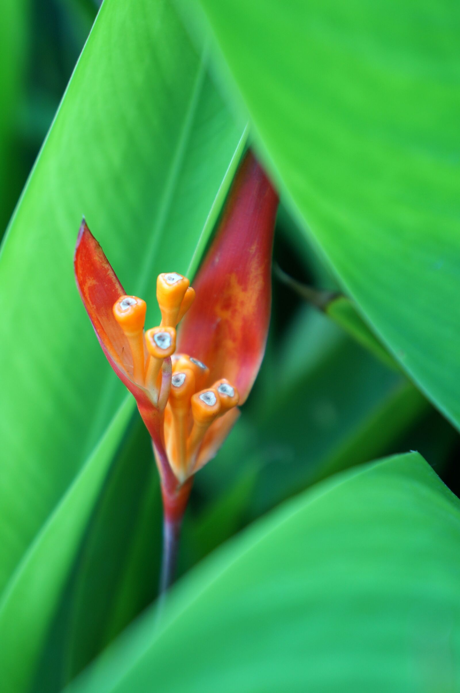 Sony Alpha NEX-F3 + Sony E 18-55mm F3.5-5.6 OSS sample photo. Natural, red flowers, green photography