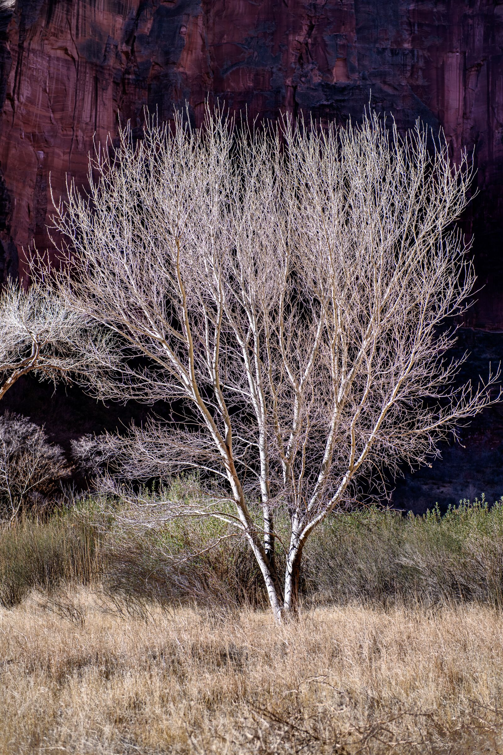 Nikon D850 sample photo. Zion, utah, tree photography