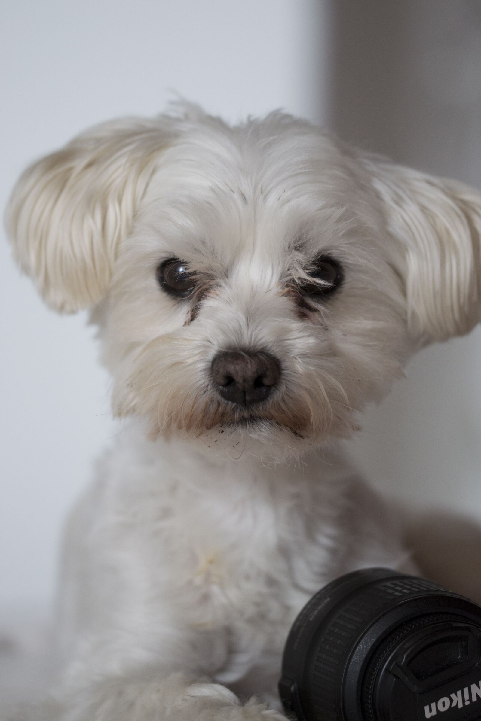 Nikon D3100 sample photo. Dog, thoroughbred, cute photography