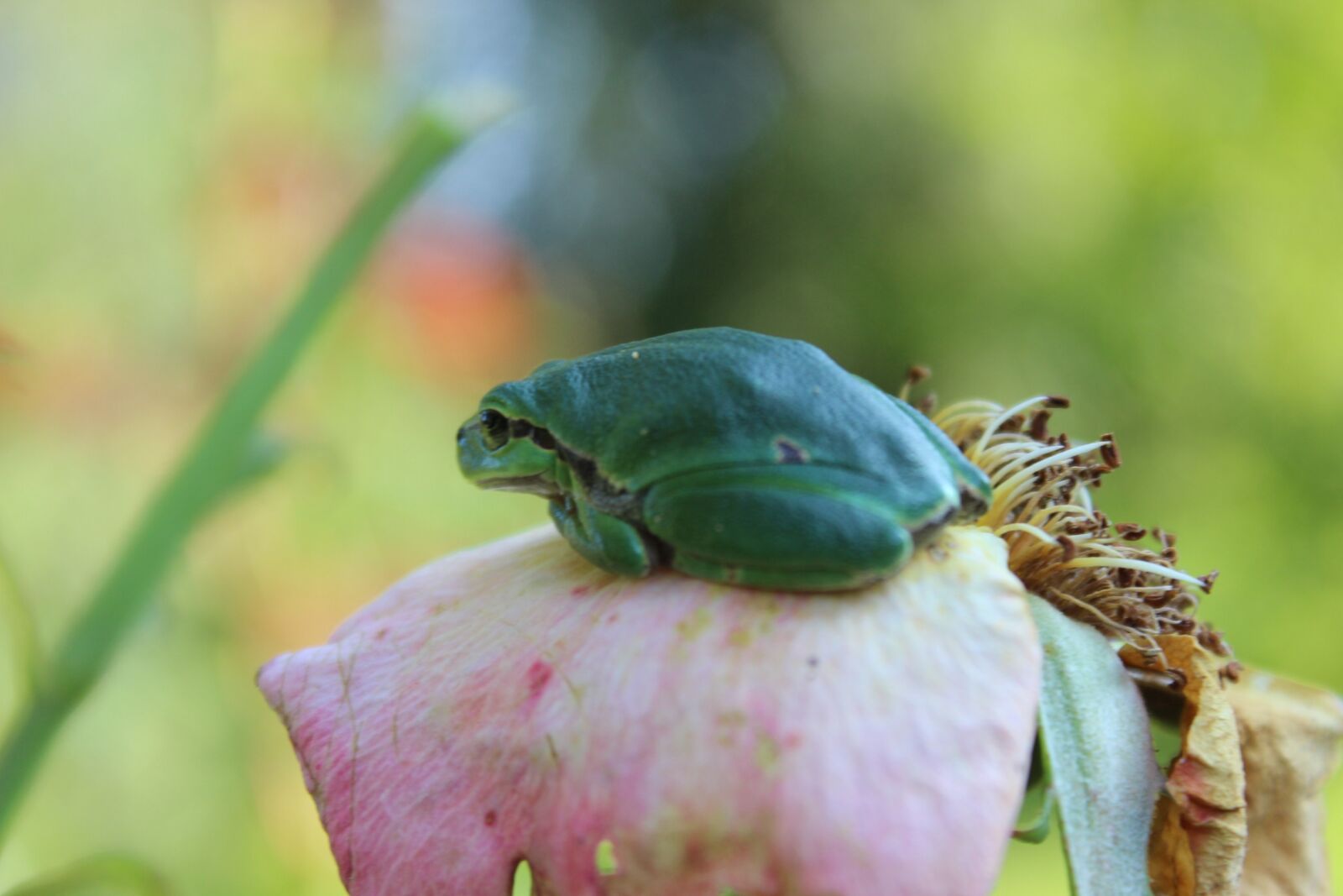 Canon EOS 600D (Rebel EOS T3i / EOS Kiss X5) sample photo. Tree frog, little frog photography