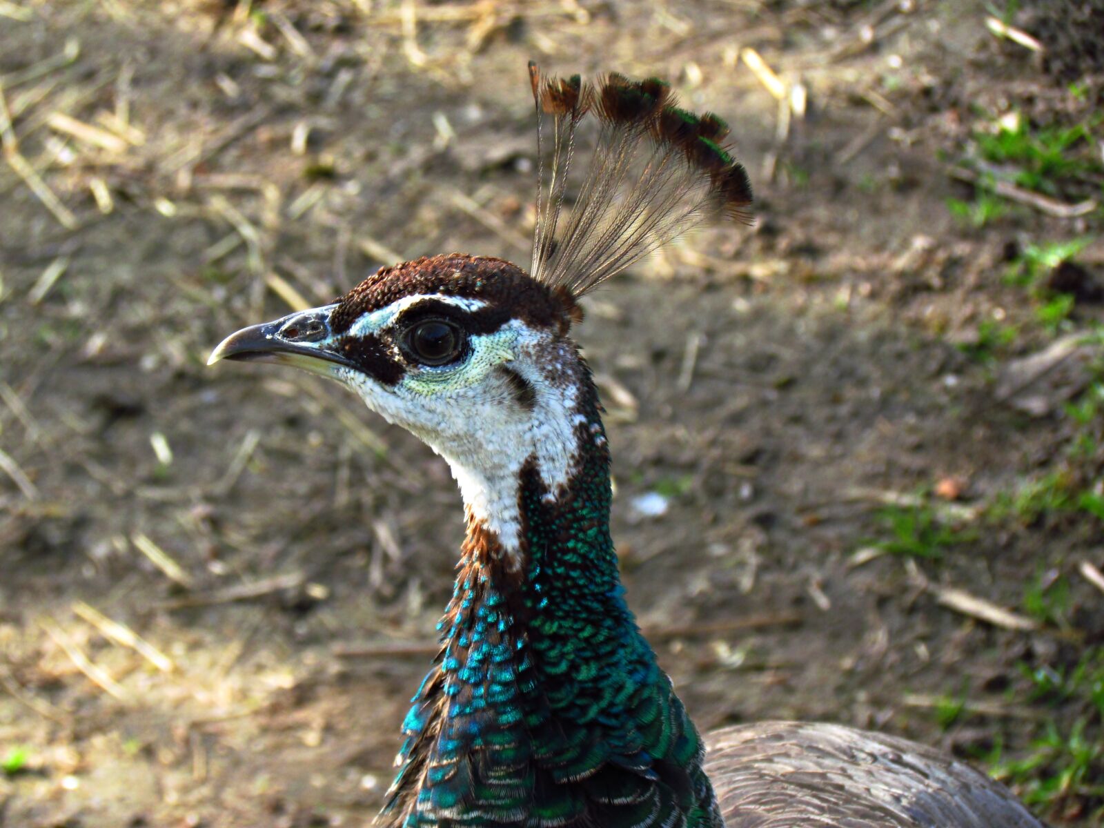 Canon PowerShot SX30 IS sample photo. Birds, pen, nature photography