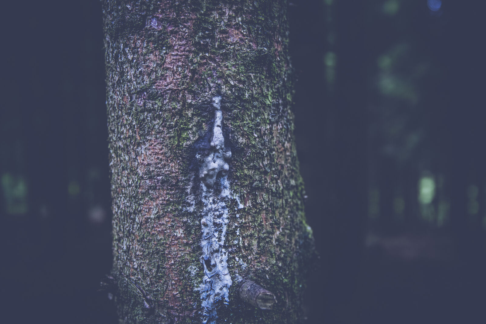 Canon EF 24-70mm F2.8L II USM sample photo. Landscape, nature, dark, trees photography