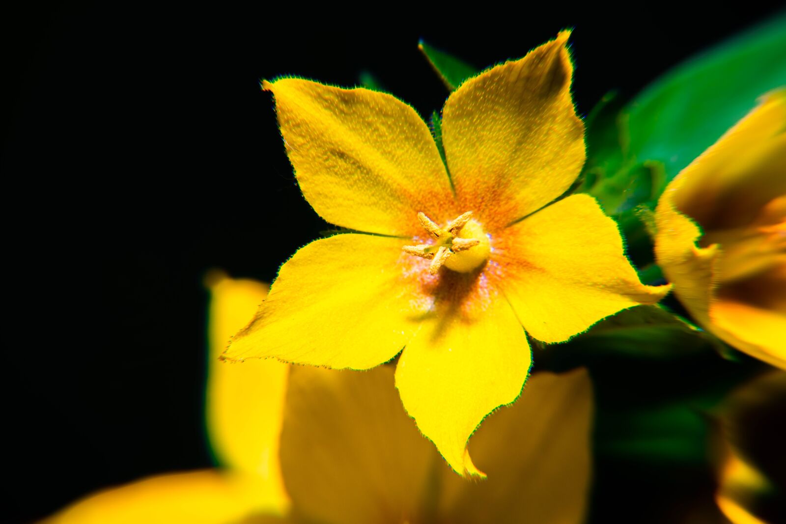 Nikon D850 sample photo. Spring, pollen, yellow photography
