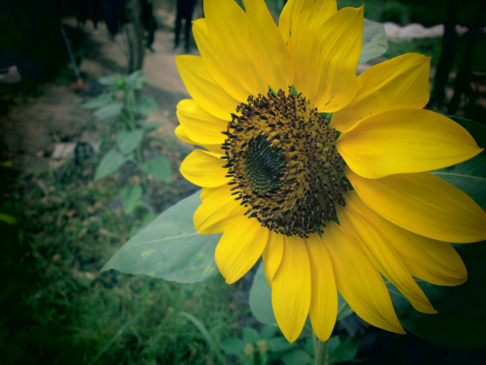 Canon PowerShot A2500 sample photo. Beautiful, flowers, sunflower photography