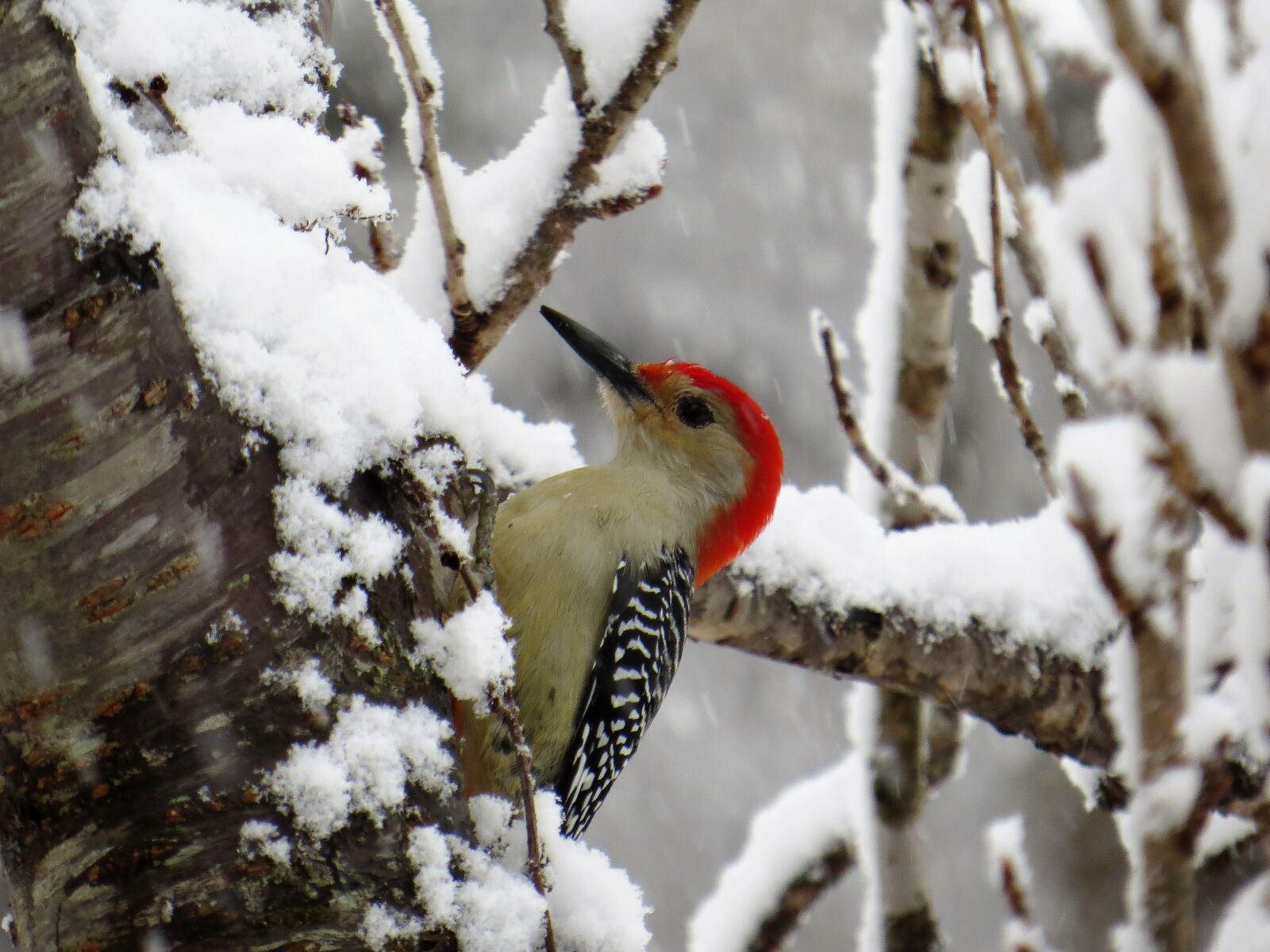 Canon PowerShot SX50 HS sample photo. Winter, bird, nature photography