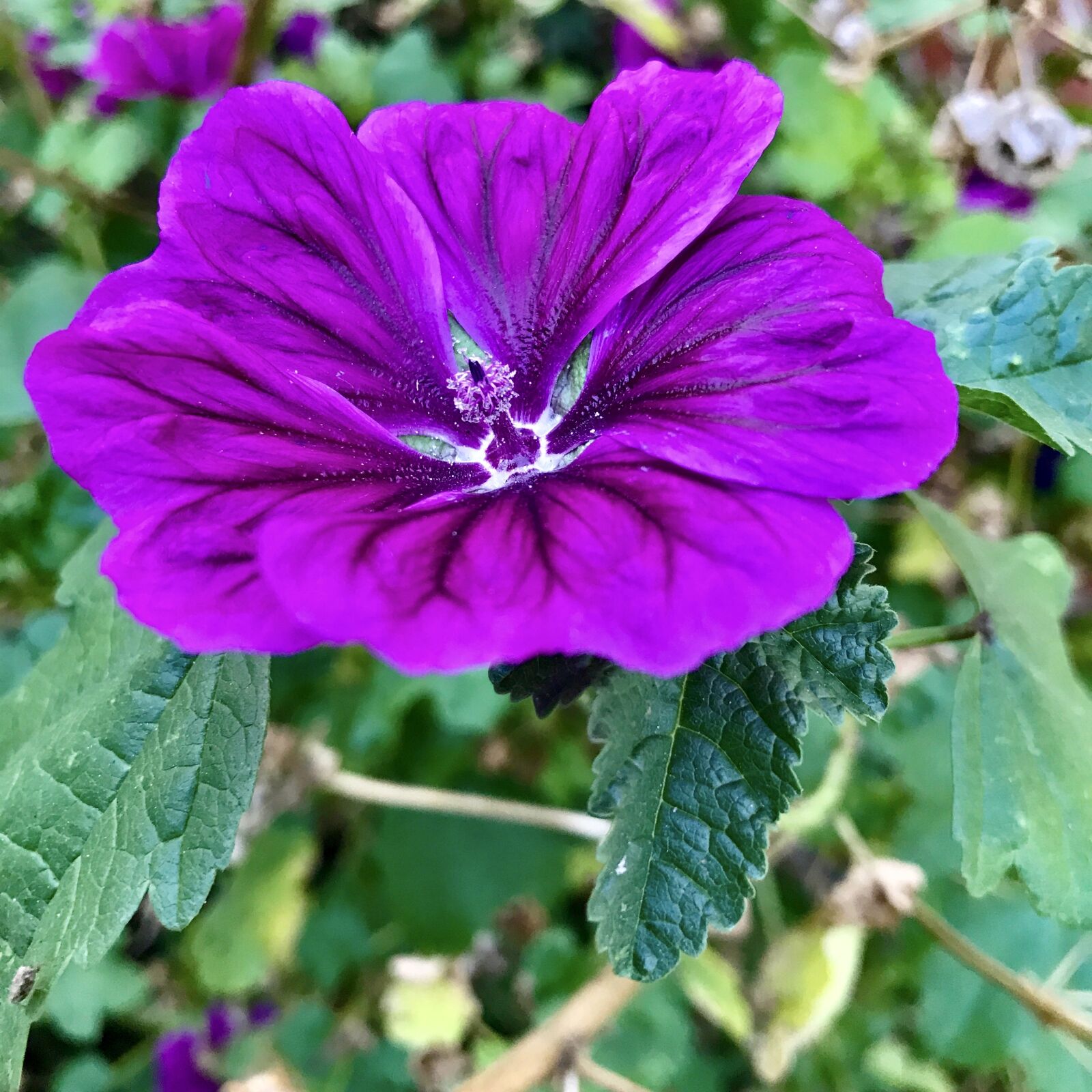 Apple iPhone 7 sample photo. Wild mallow, malva sylvestris photography