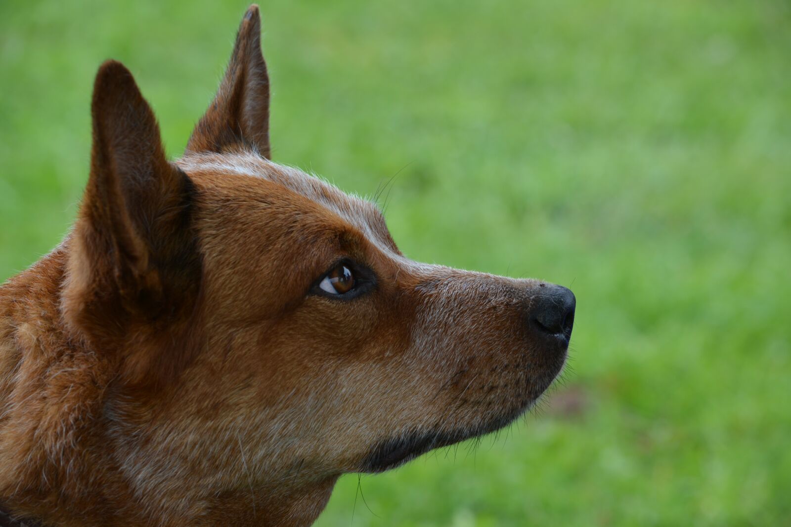 Nikon D5200 sample photo. Dog, pet, australian cattle photography