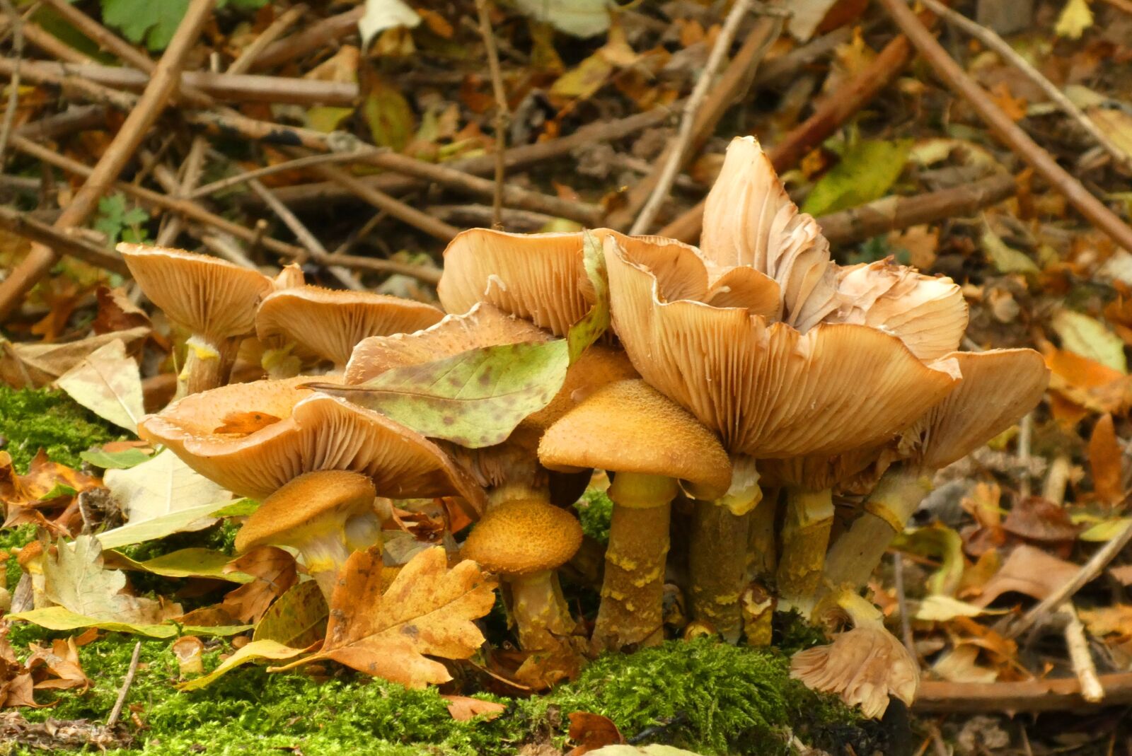 Panasonic Lumix DC-ZS70 (Lumix DC-TZ90) sample photo. Mushrooms, forest, autumn photography