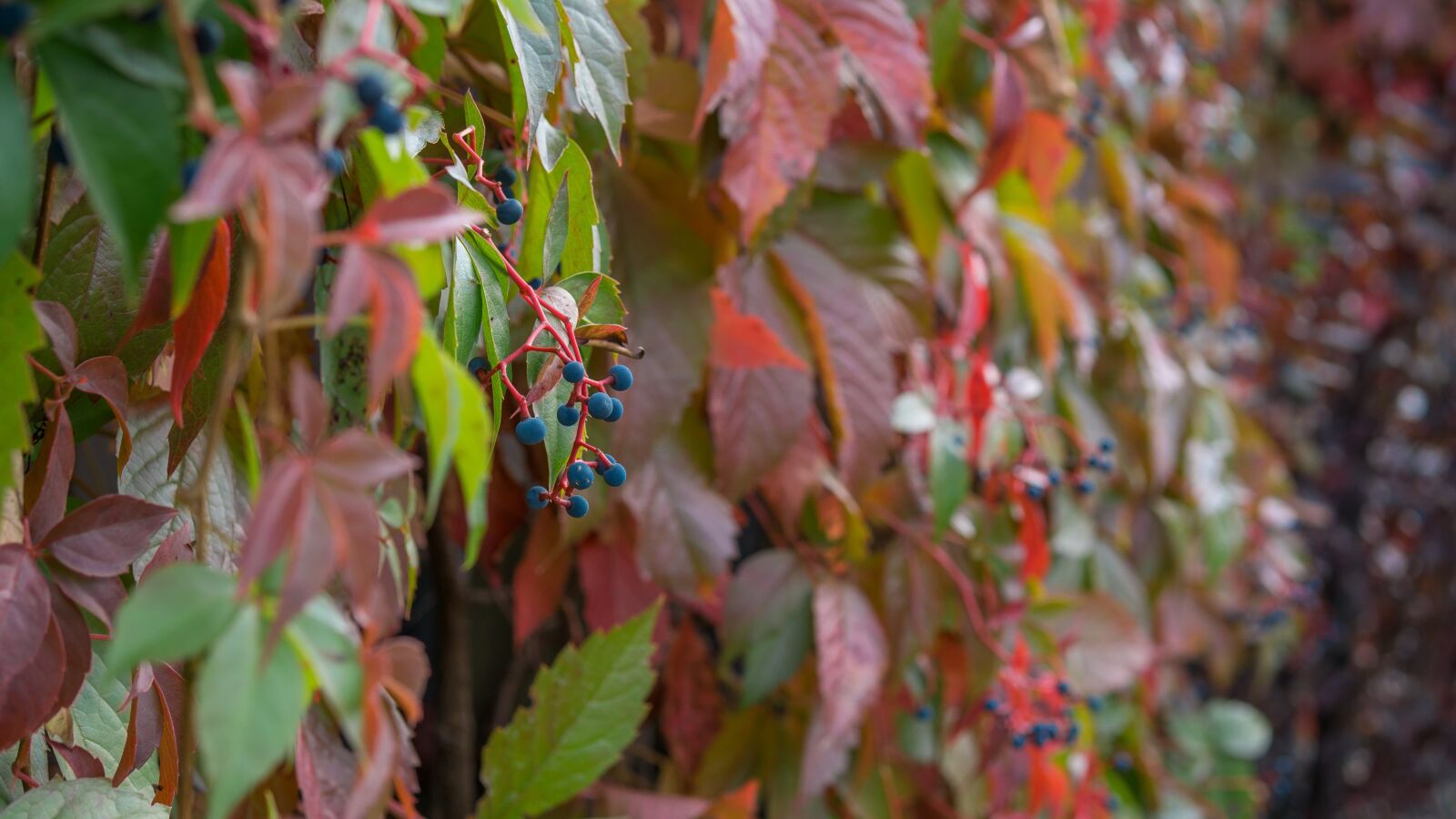 30mm F1.4 DC DN | Contemporary 016 sample photo. Autumn, leaves, colorful photography