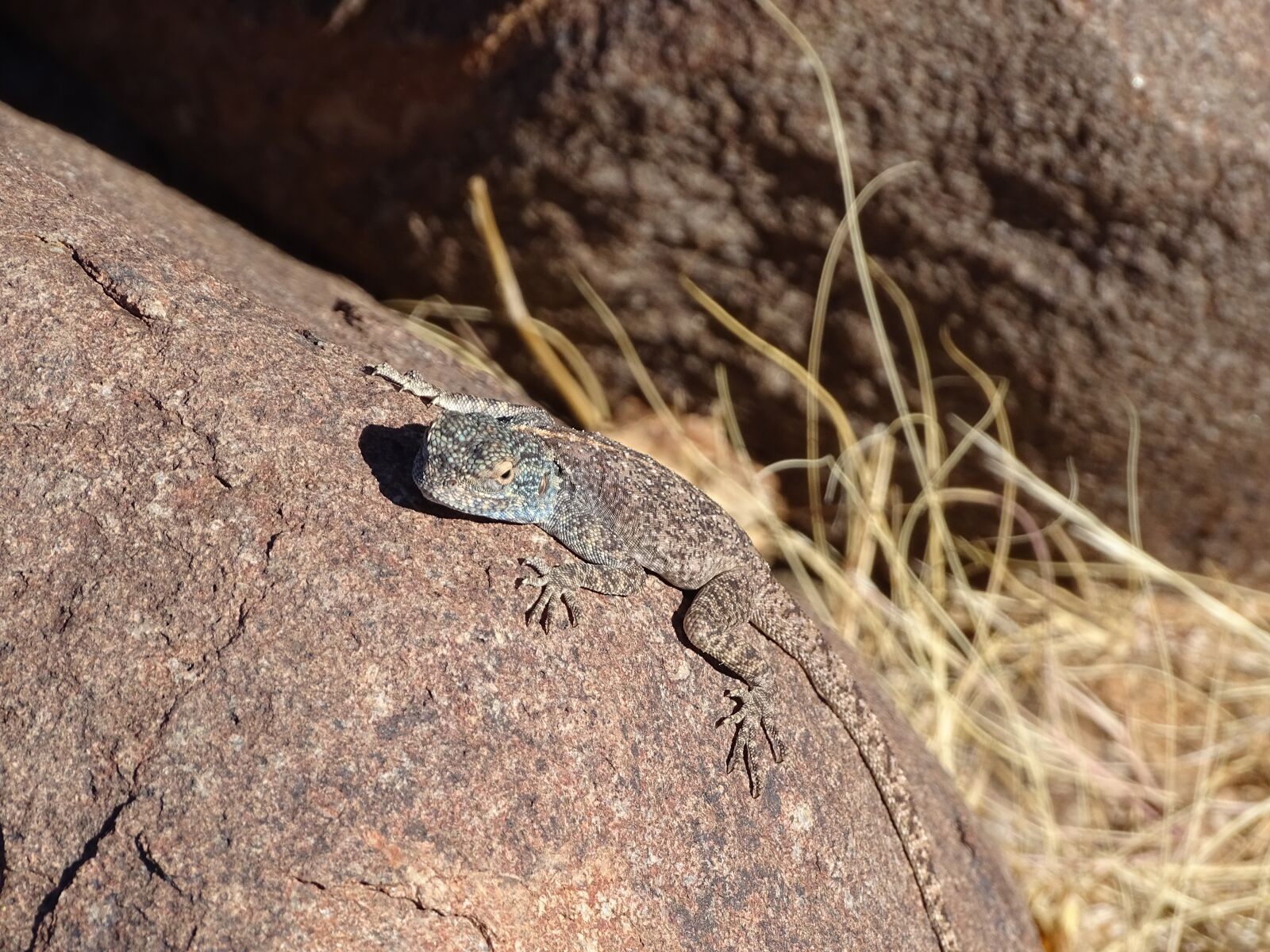 Sony Cyber-shot DSC-HX400V sample photo. Lizard, africa, namibia photography