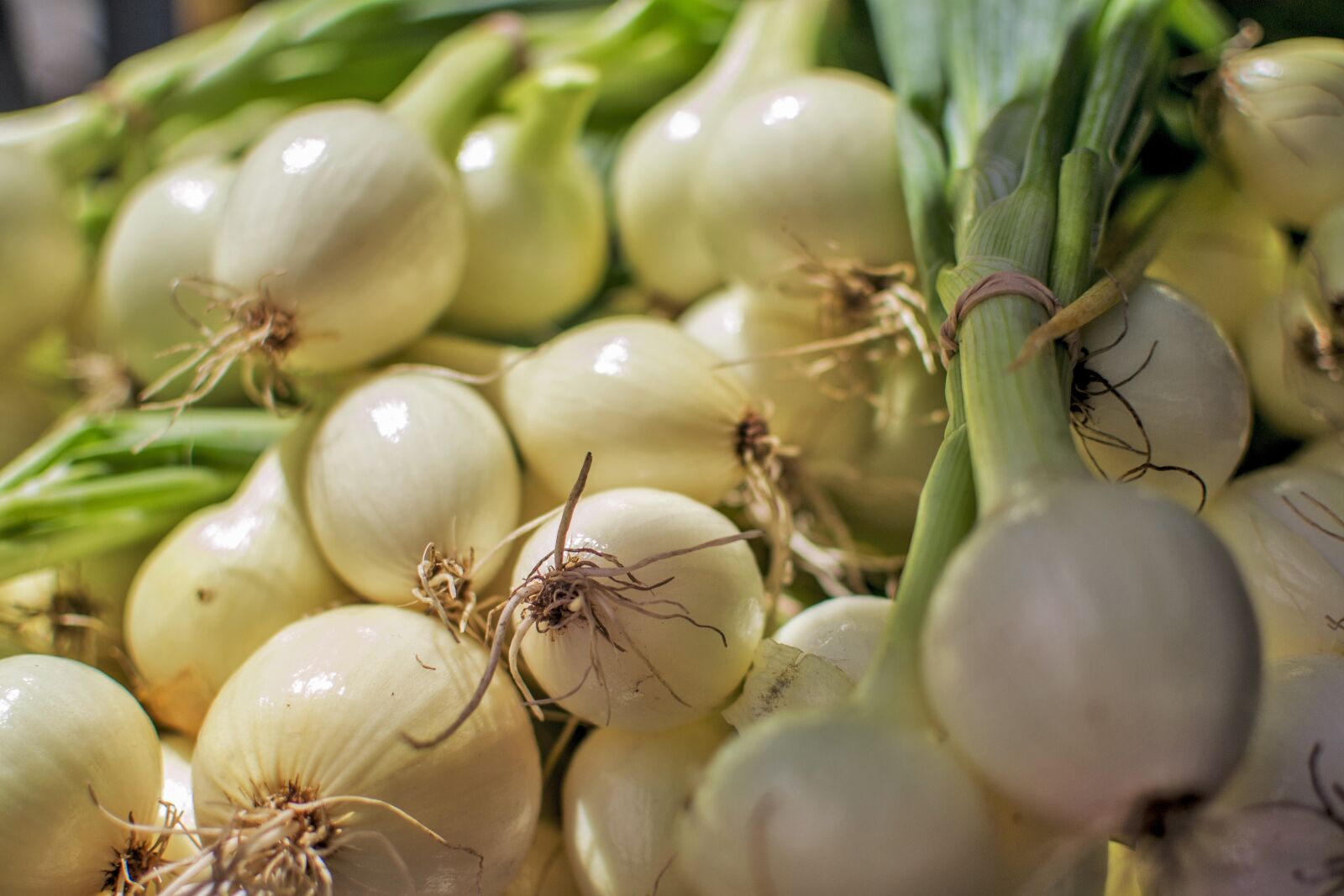 Nikon D3100 sample photo. Onion, garlic, healthy photography