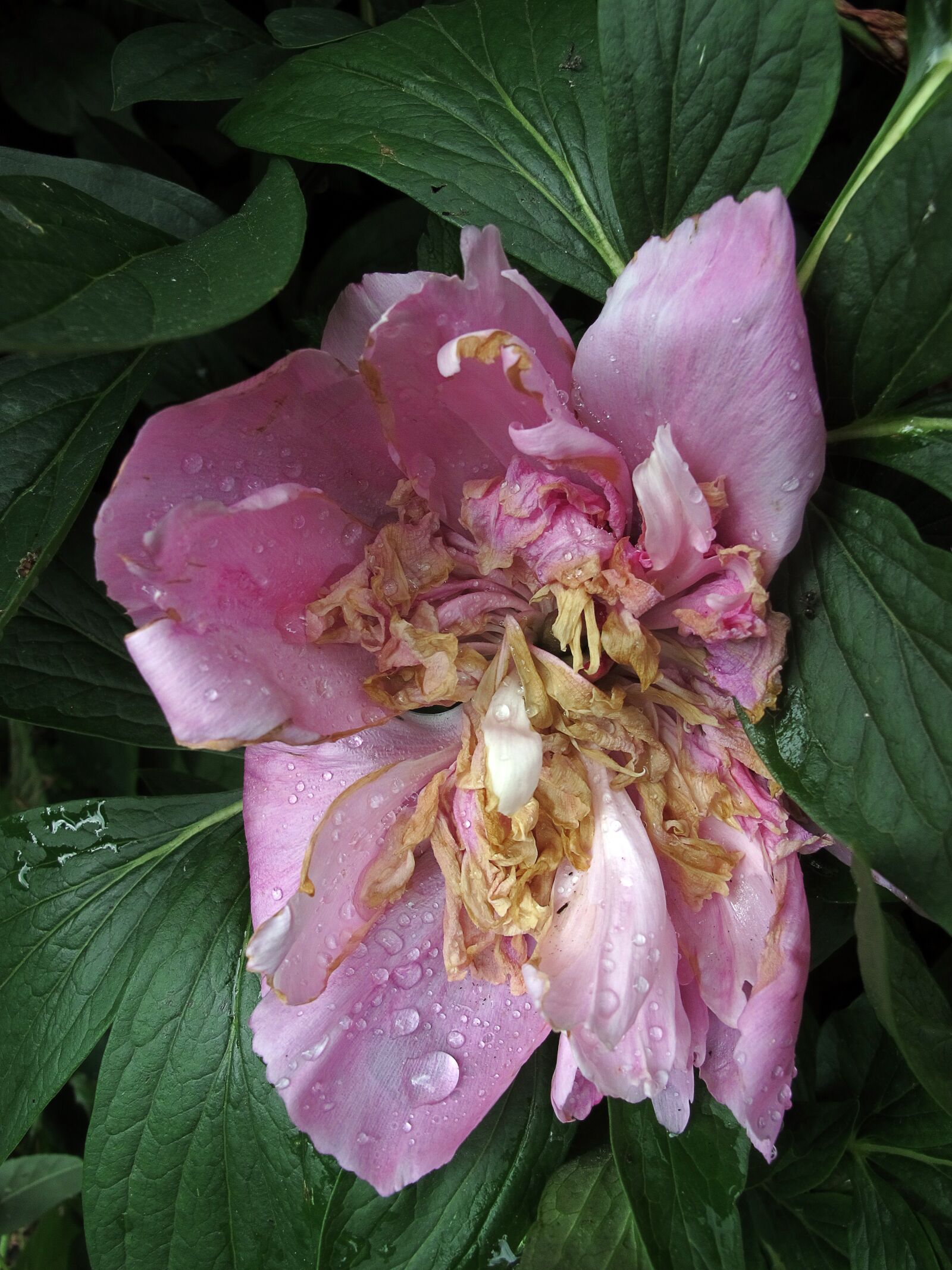 Canon PowerShot G12 sample photo. Pentecost, peony, faded photography
