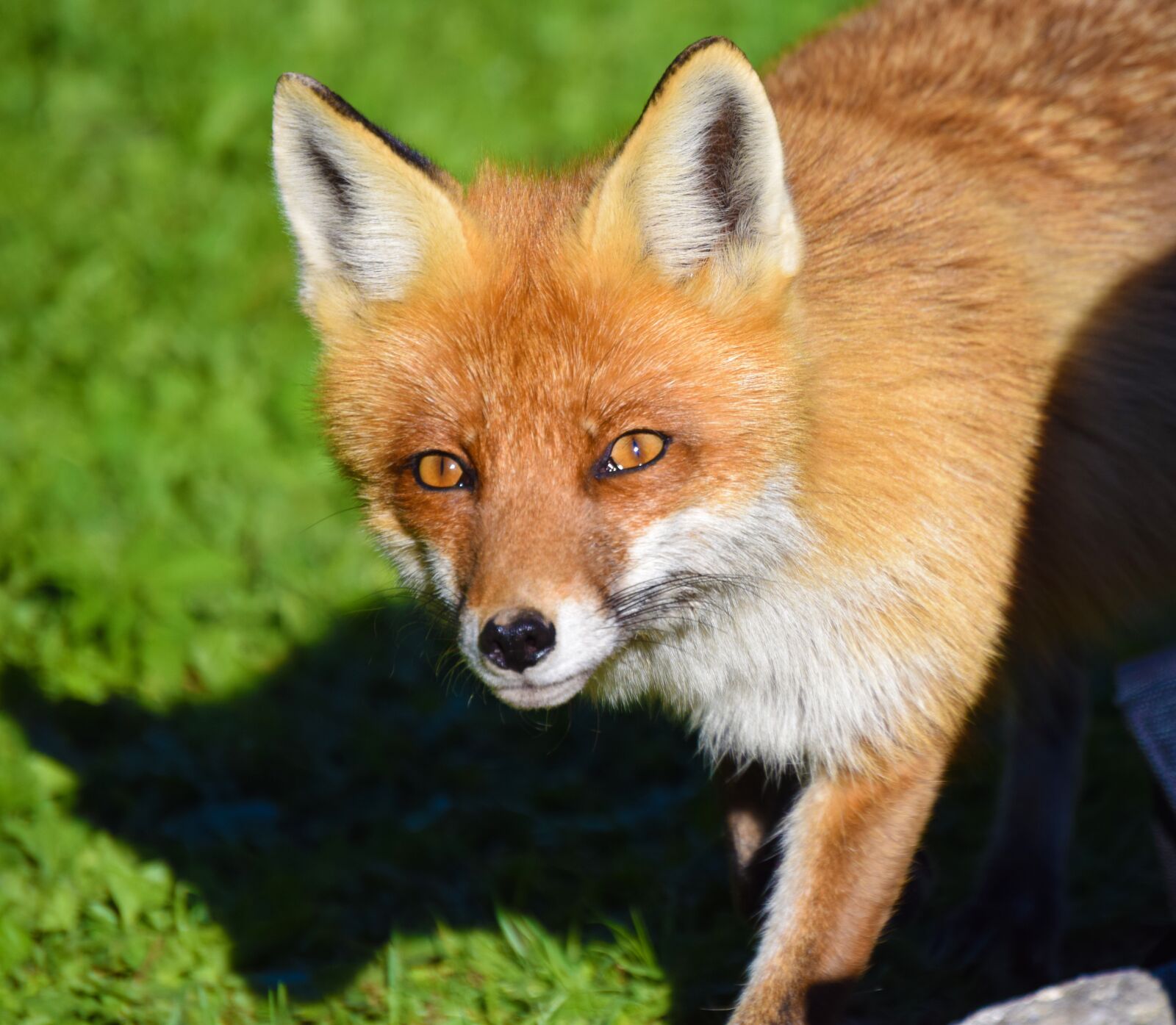 Nikon D3300 sample photo. Fox, animal, canine photography